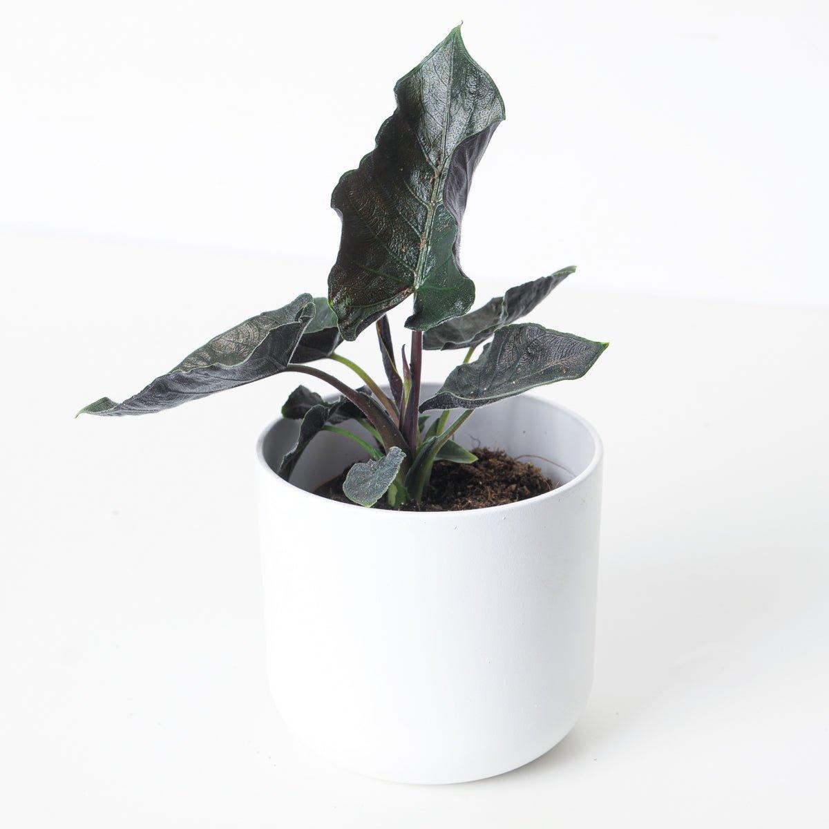 Alocasia Chienlii Antoro Velvet - Image 2