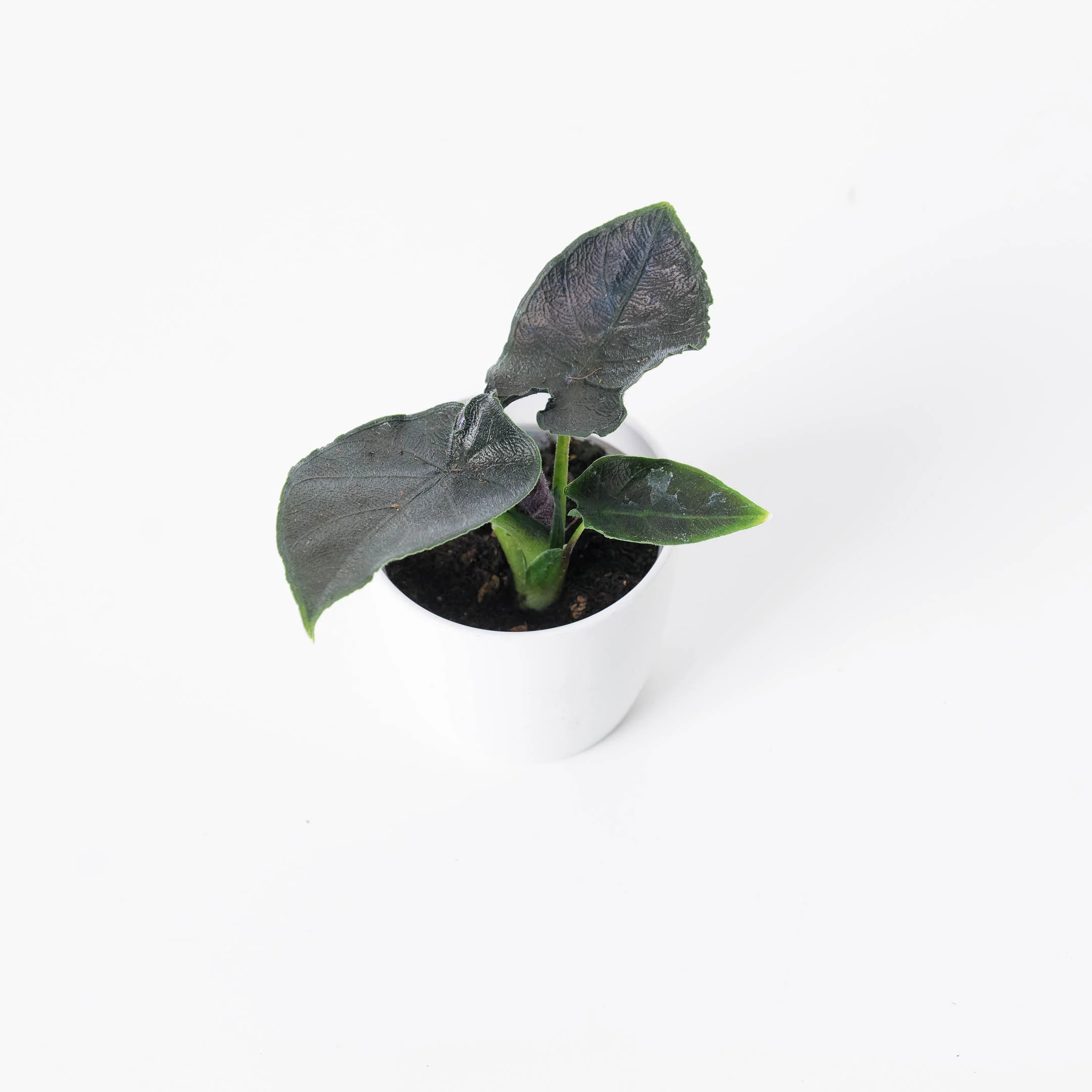Alocasia Chienlii Antoro Velvet - Image 3