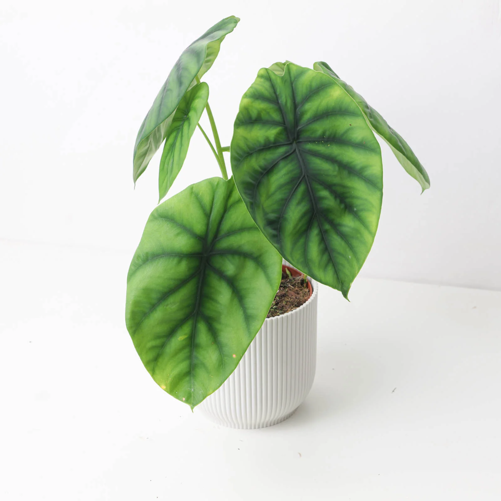 Alocasia Clypeolata