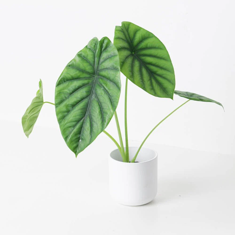 Alocasia Clypeolata - Image 2