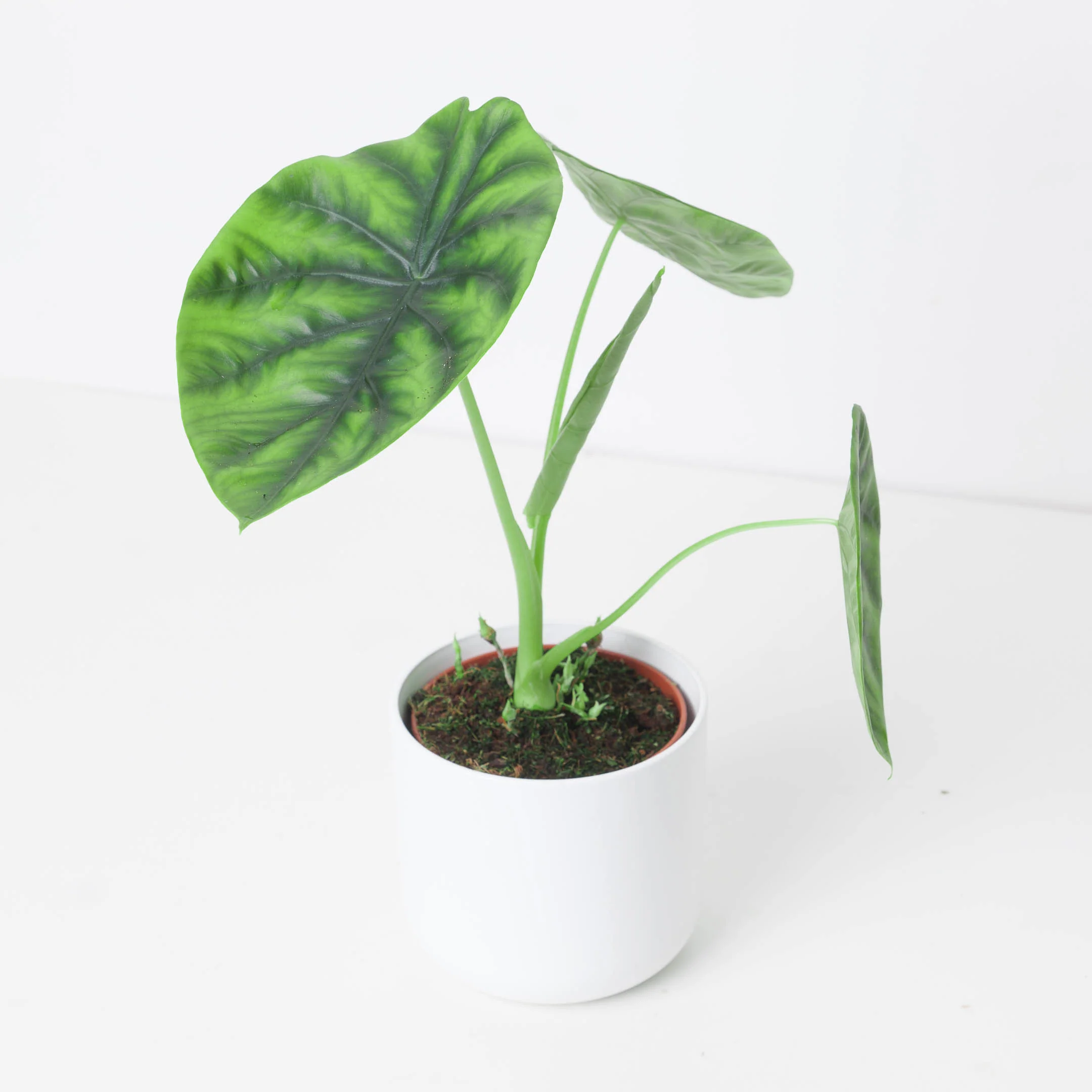 Alocasia Clypeolata - Image 3