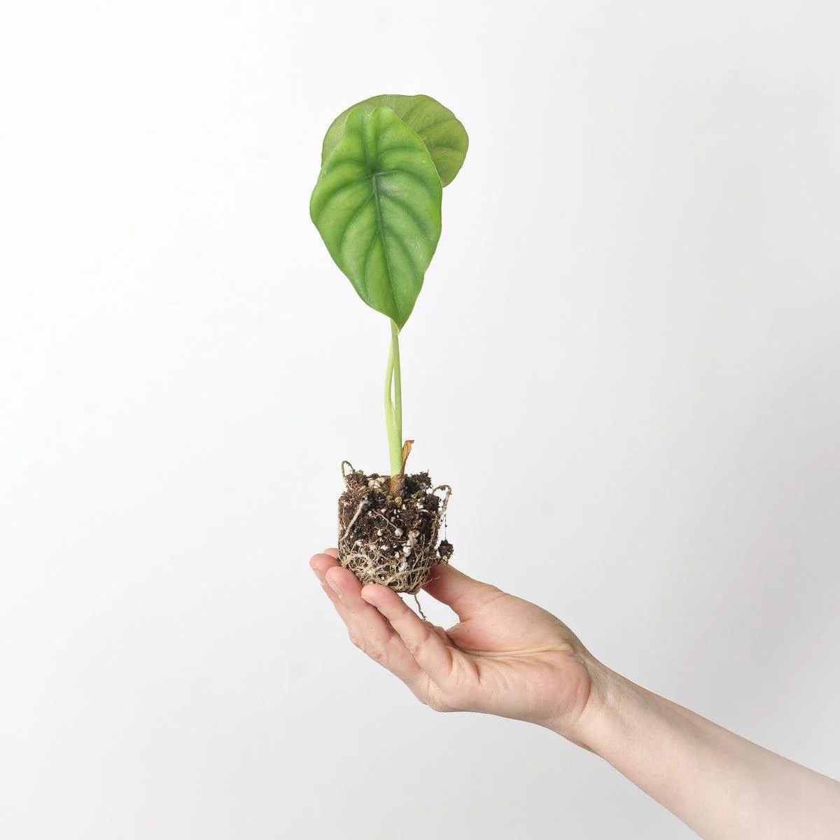 Alocasia Clypeolata - Image 4