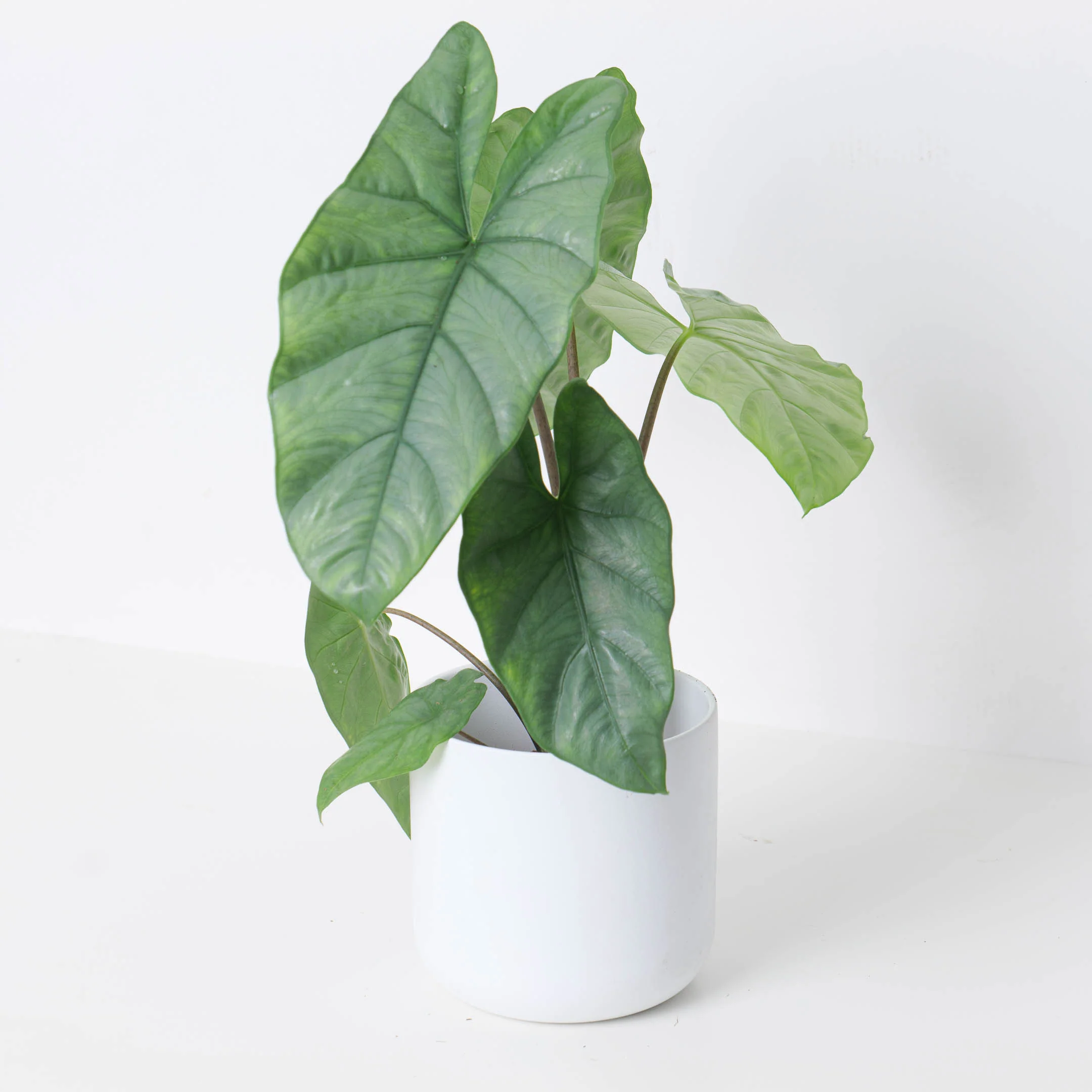 Alocasia Corazon