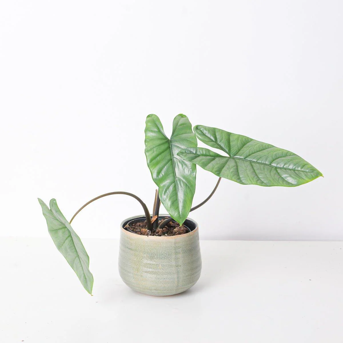 Alocasia Corazon - Image 2