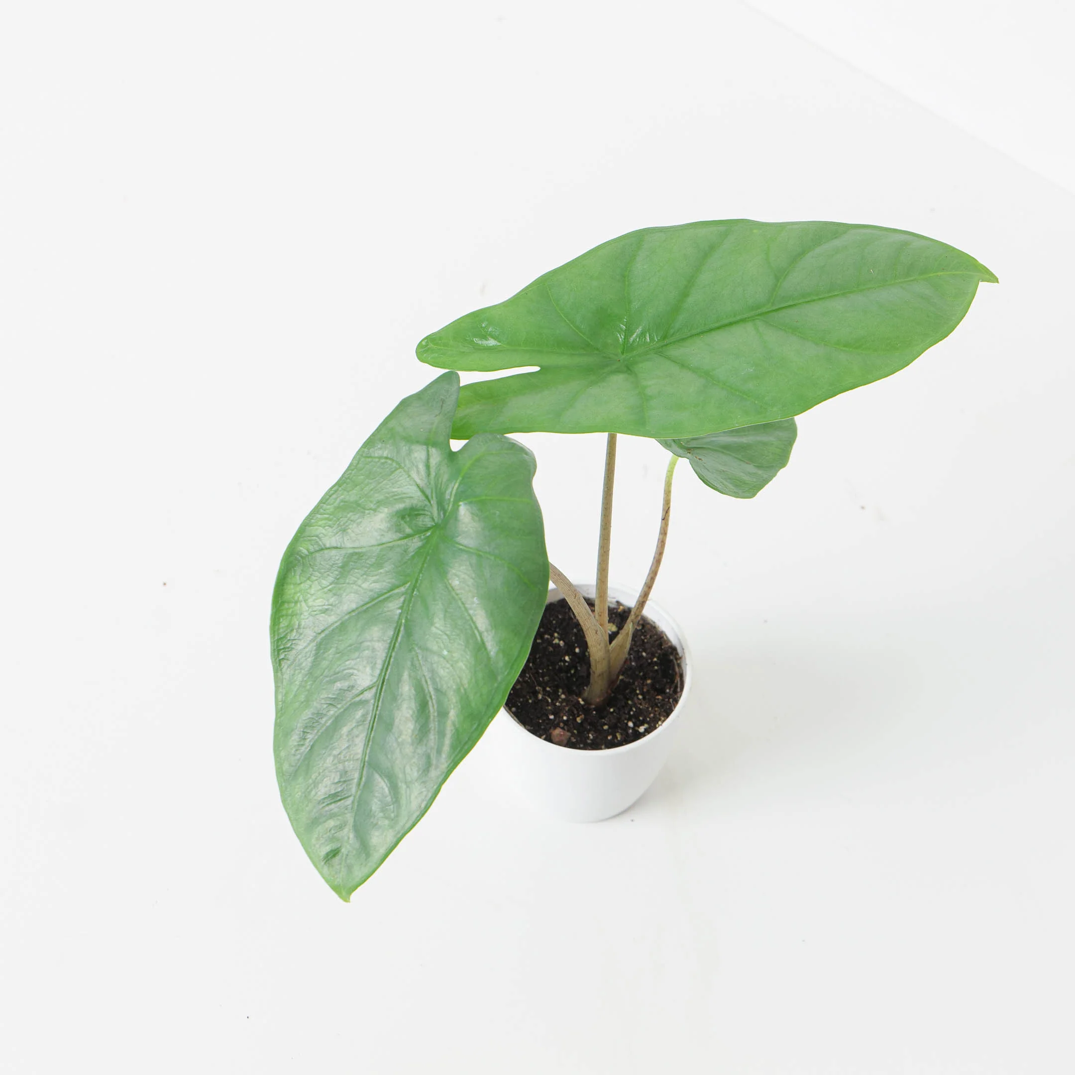 Alocasia Corazon - Image 3