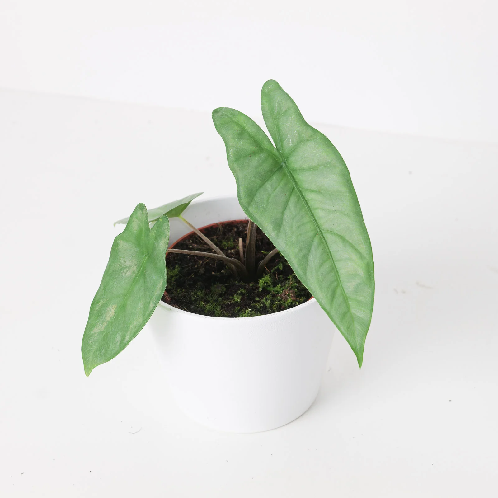 Alocasia Corazon - Image 4