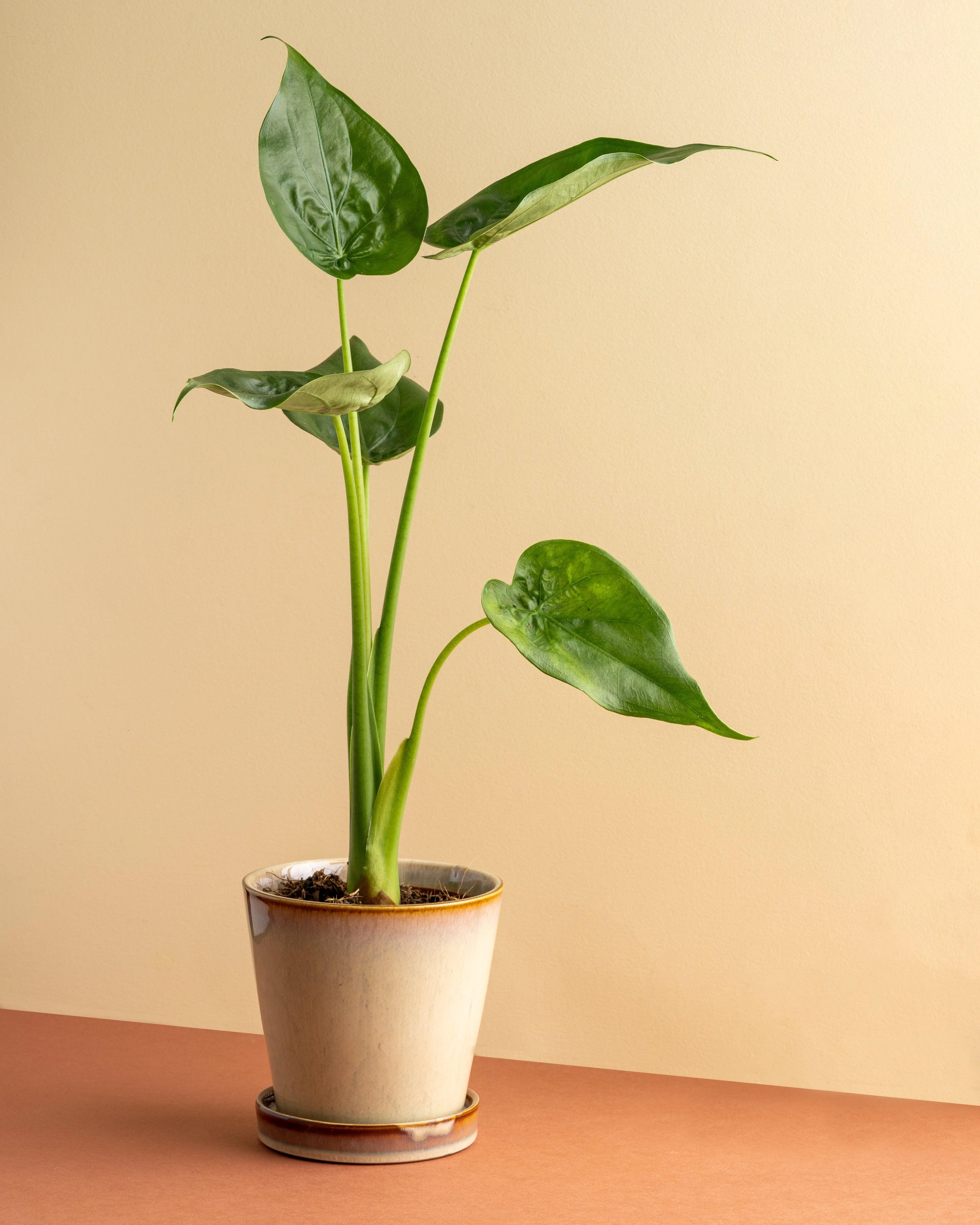 Alocasia Cucullata | House Plant