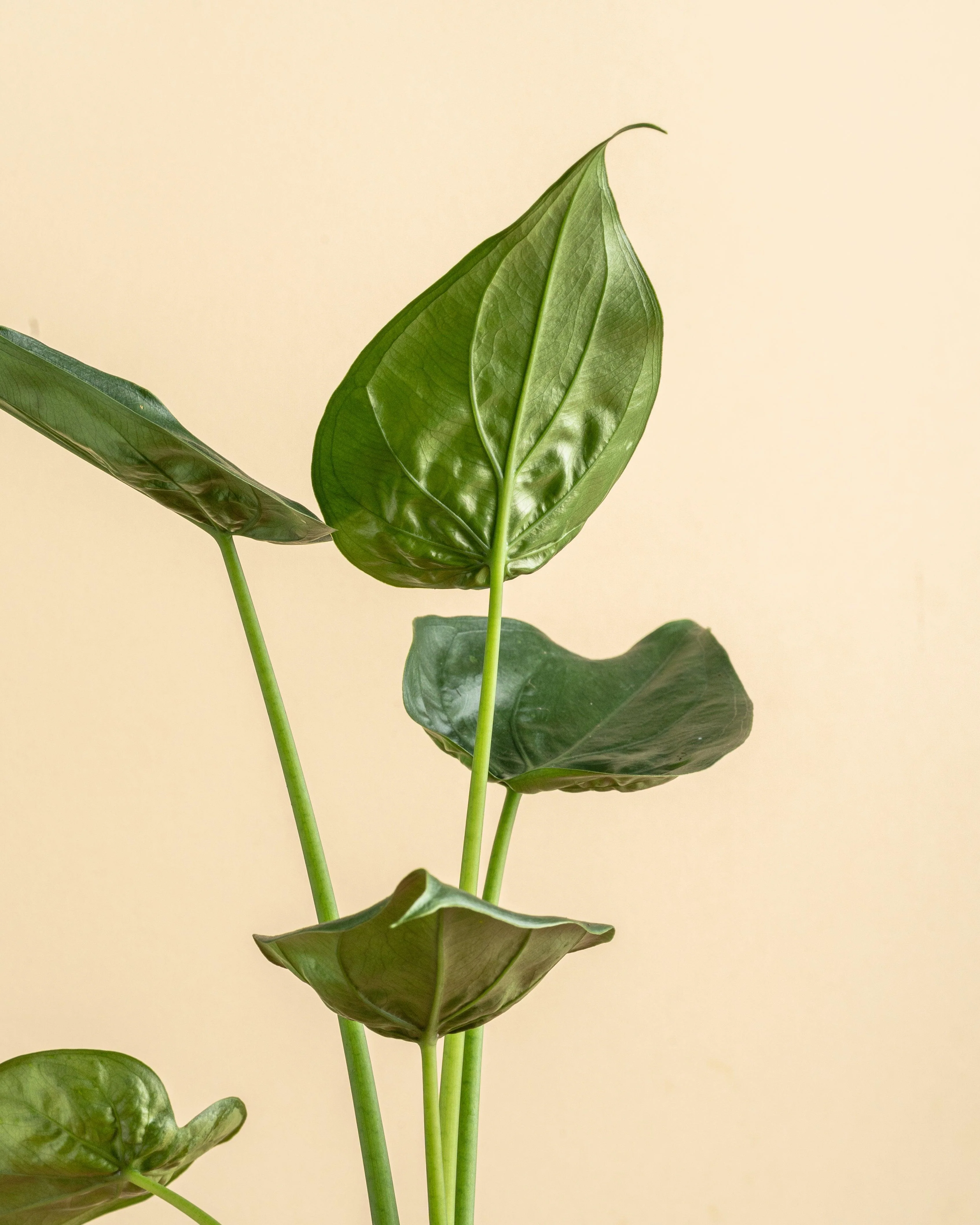 Alocasia Cucullata | House Plant - Image 2