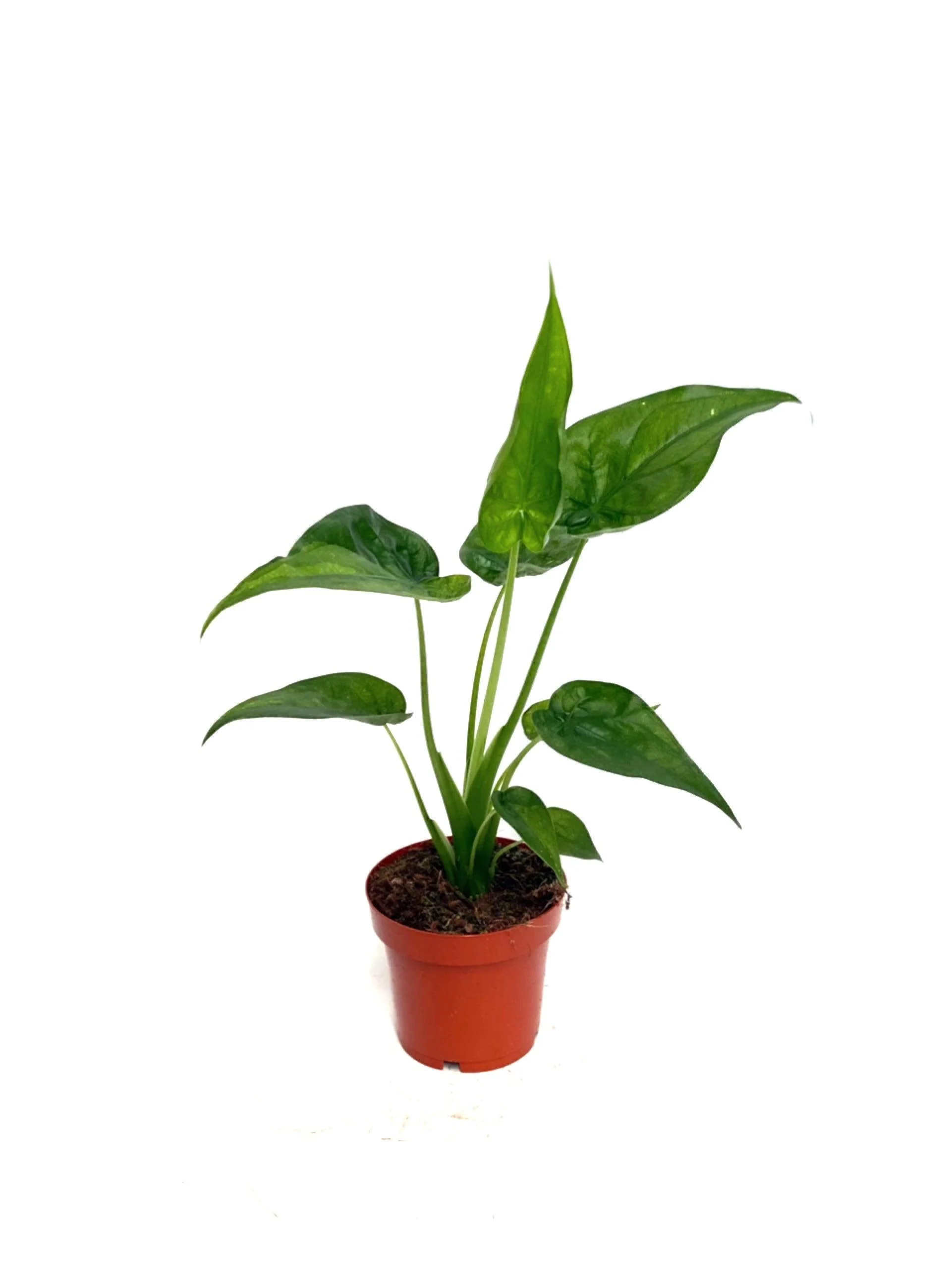 Alocasia Cucullata | House Plant - Image 3