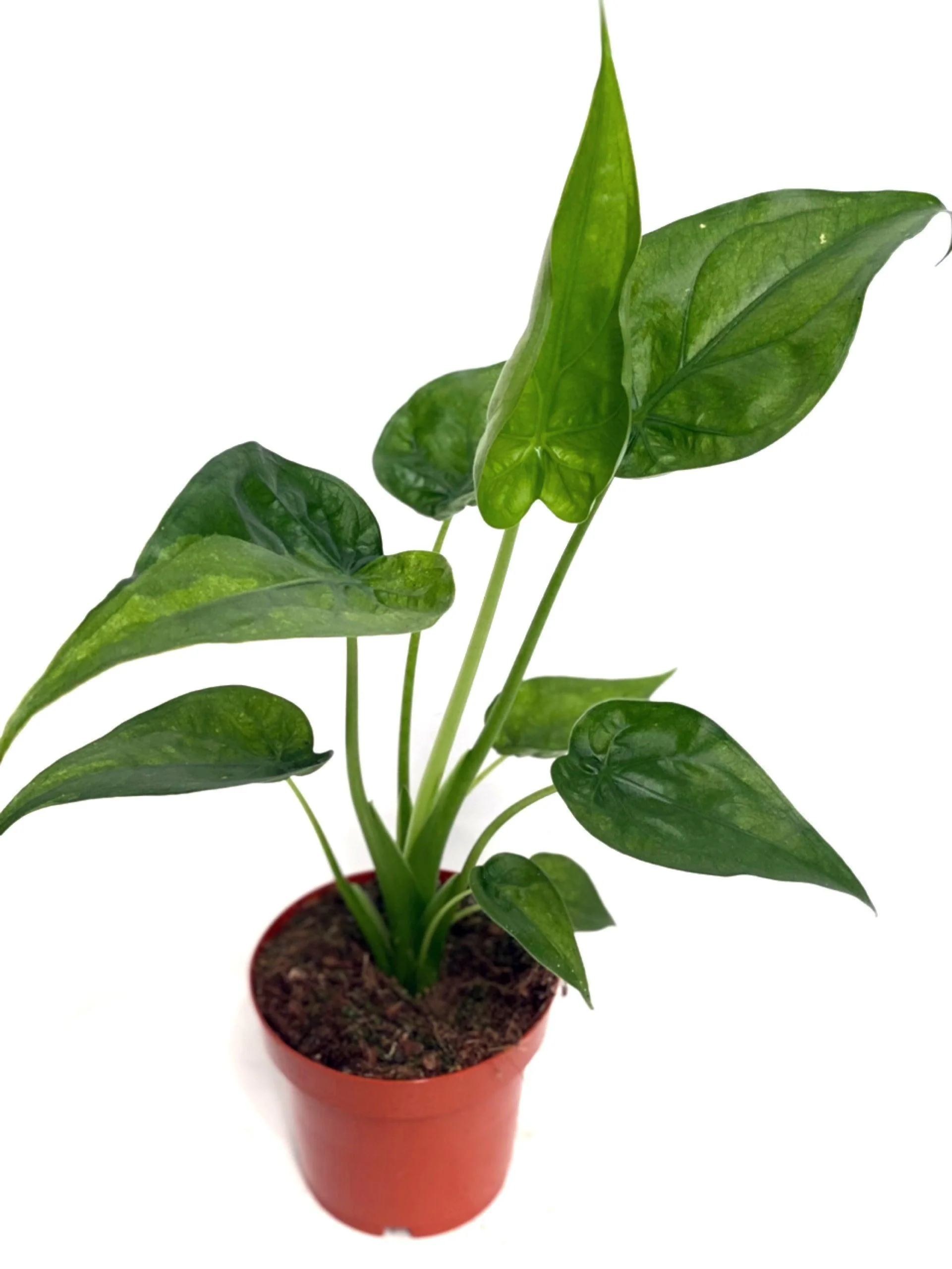 Alocasia Cucullata | House Plant - Image 4
