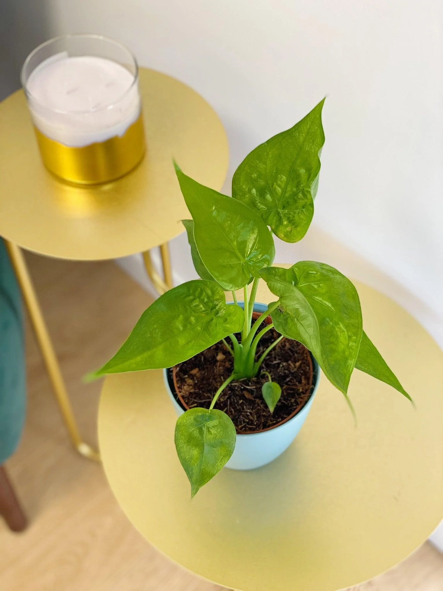 Alocasia Cucullata | House Plant - Image 5