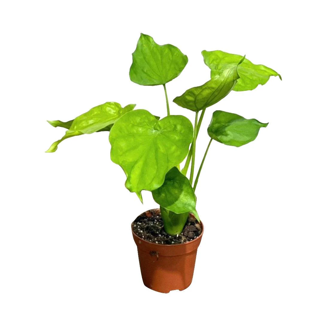 Alocasia Cucullata | House Plant - Image 6