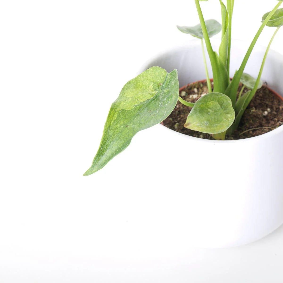 Alocasia Cucullata Variegated - Image 2