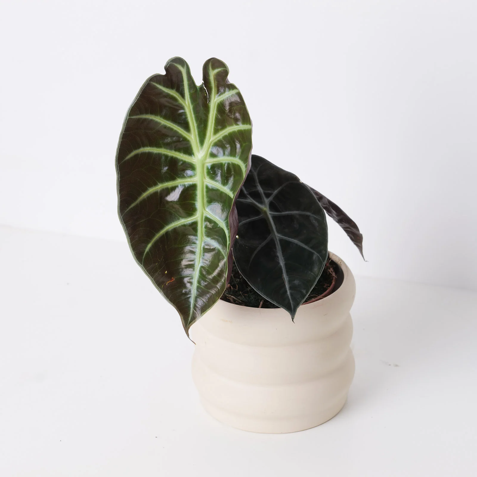 Alocasia suhirmaniana Red Petiole