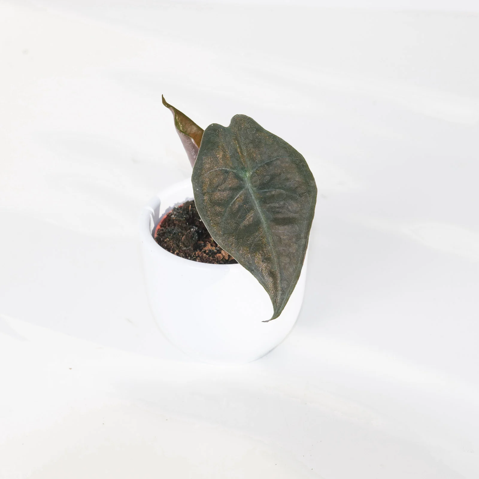 Alocasia suhirmaniana Red Petiole - Image 2