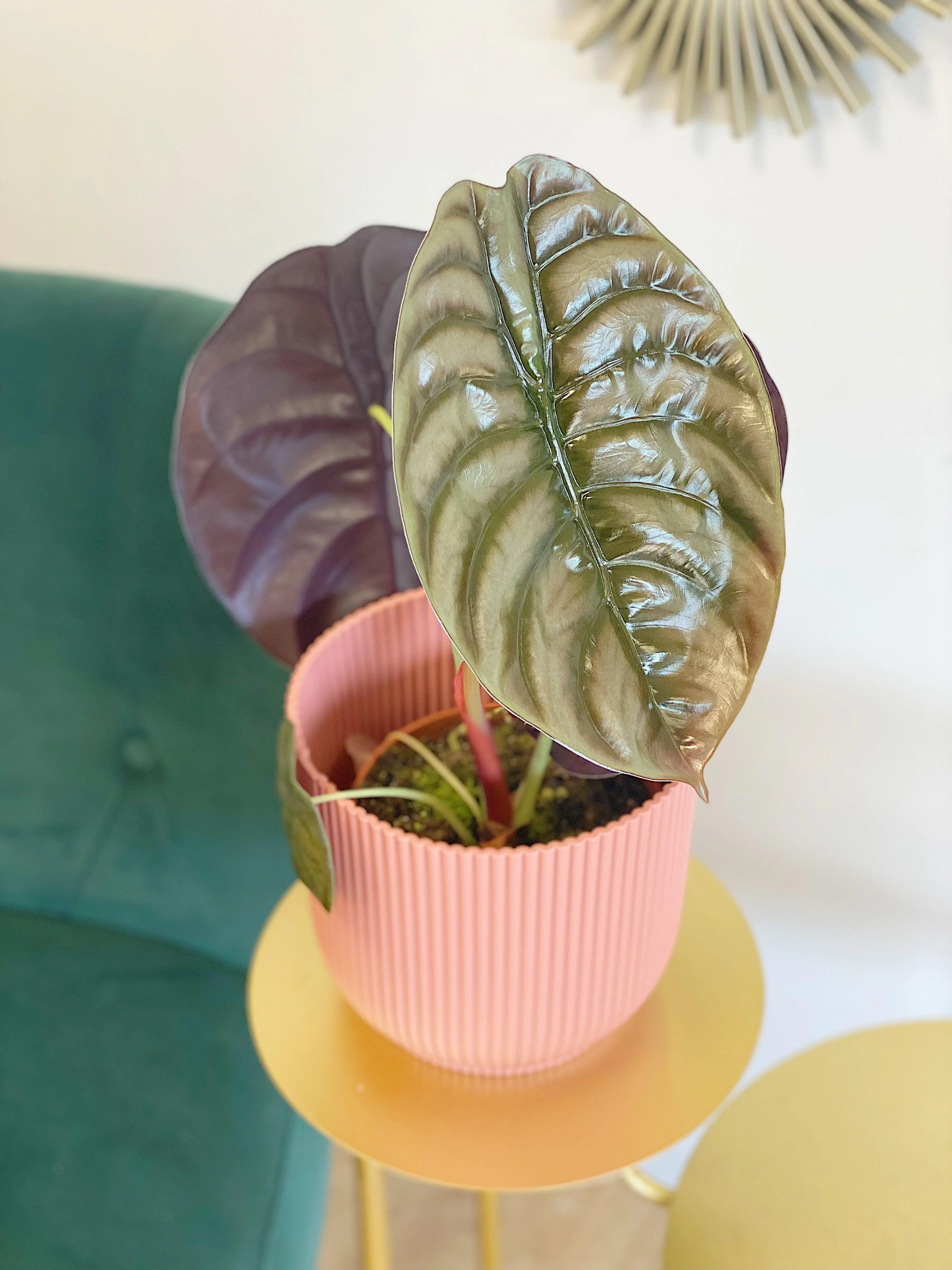 Alocasia Cuprea Red Secret - Image 3
