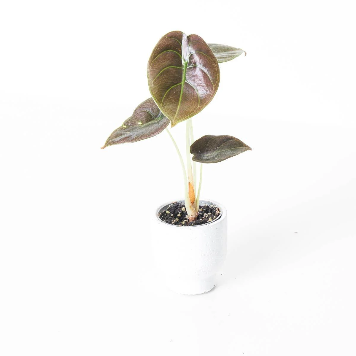 Alocasia Cuprea Red Secret - Image 4