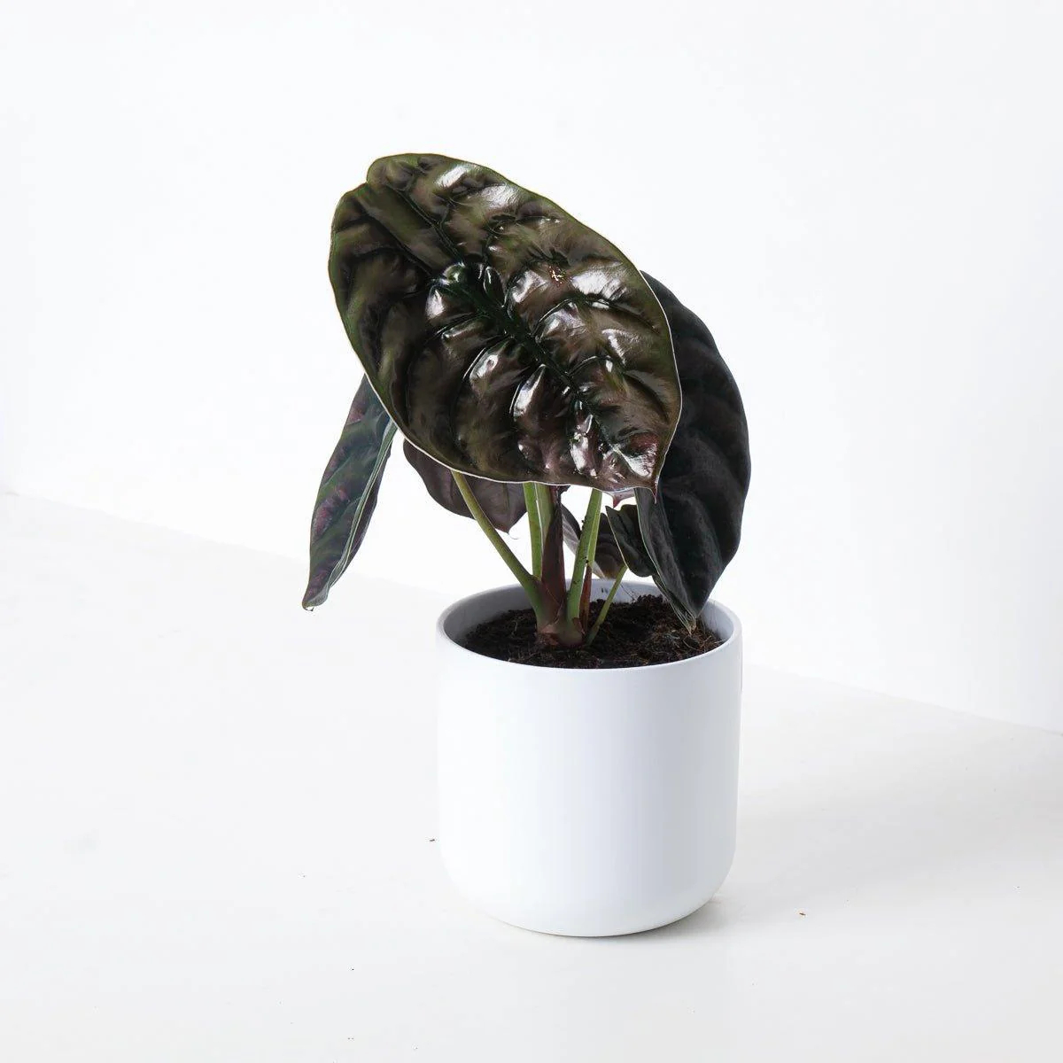 Alocasia Cuprea Red Secret - Image 5
