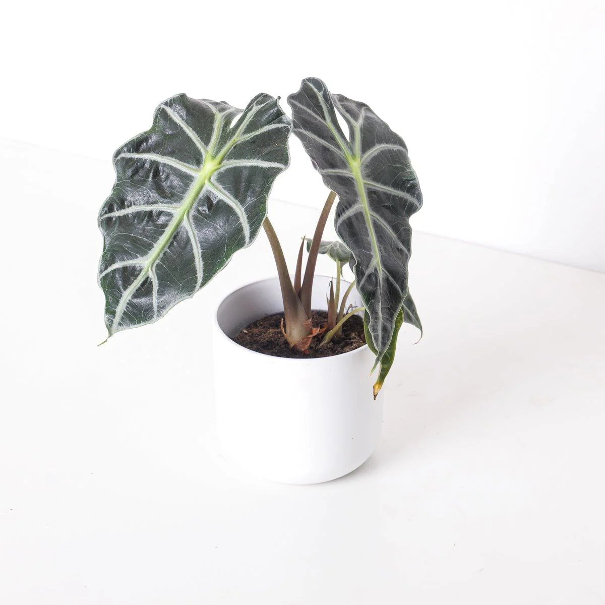Alocasia Curly Bambino