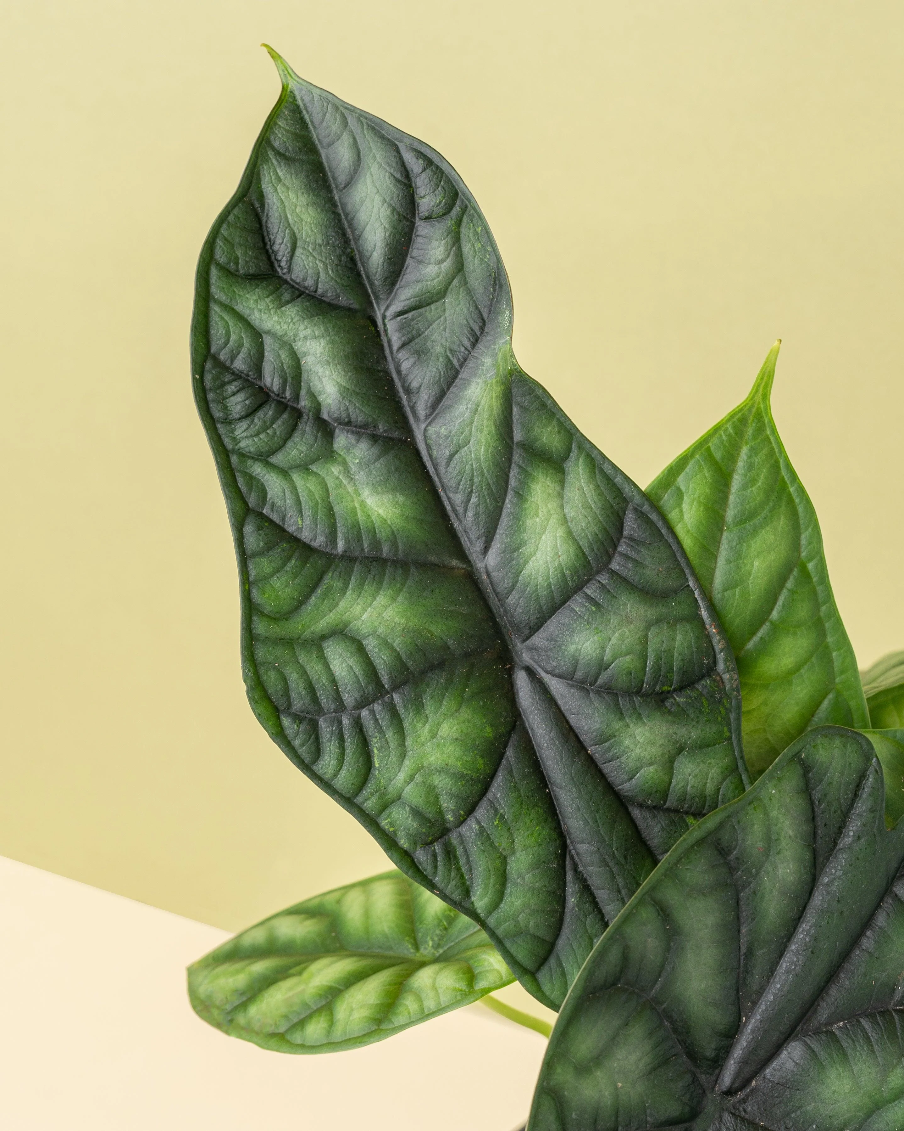 Alocasia Dragon Scale - Image 3