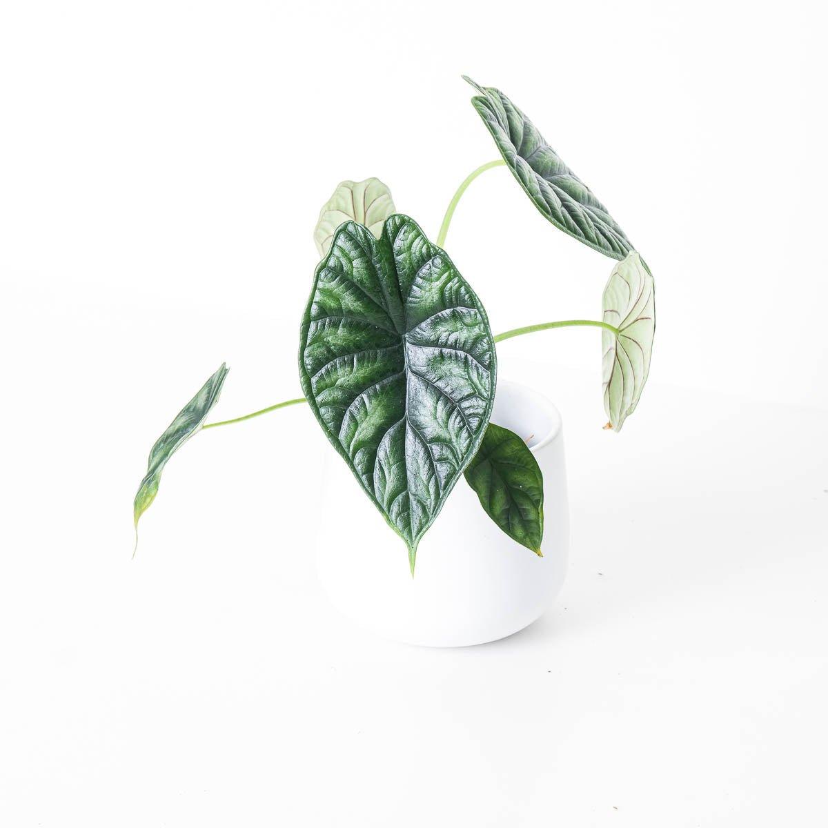 Alocasia Dragon Scale - Image 4