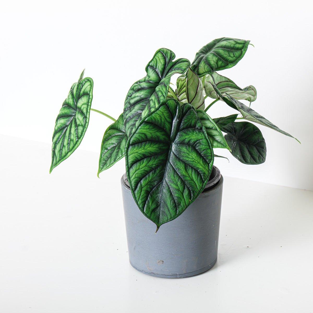 Alocasia Dragon Scale - Image 5