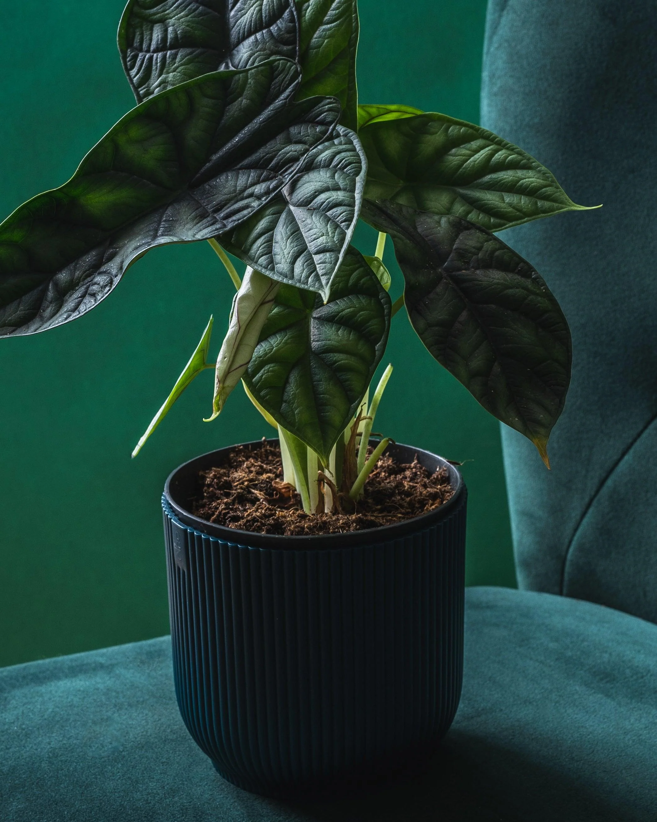 Alocasia Dragon Scale - Image 6