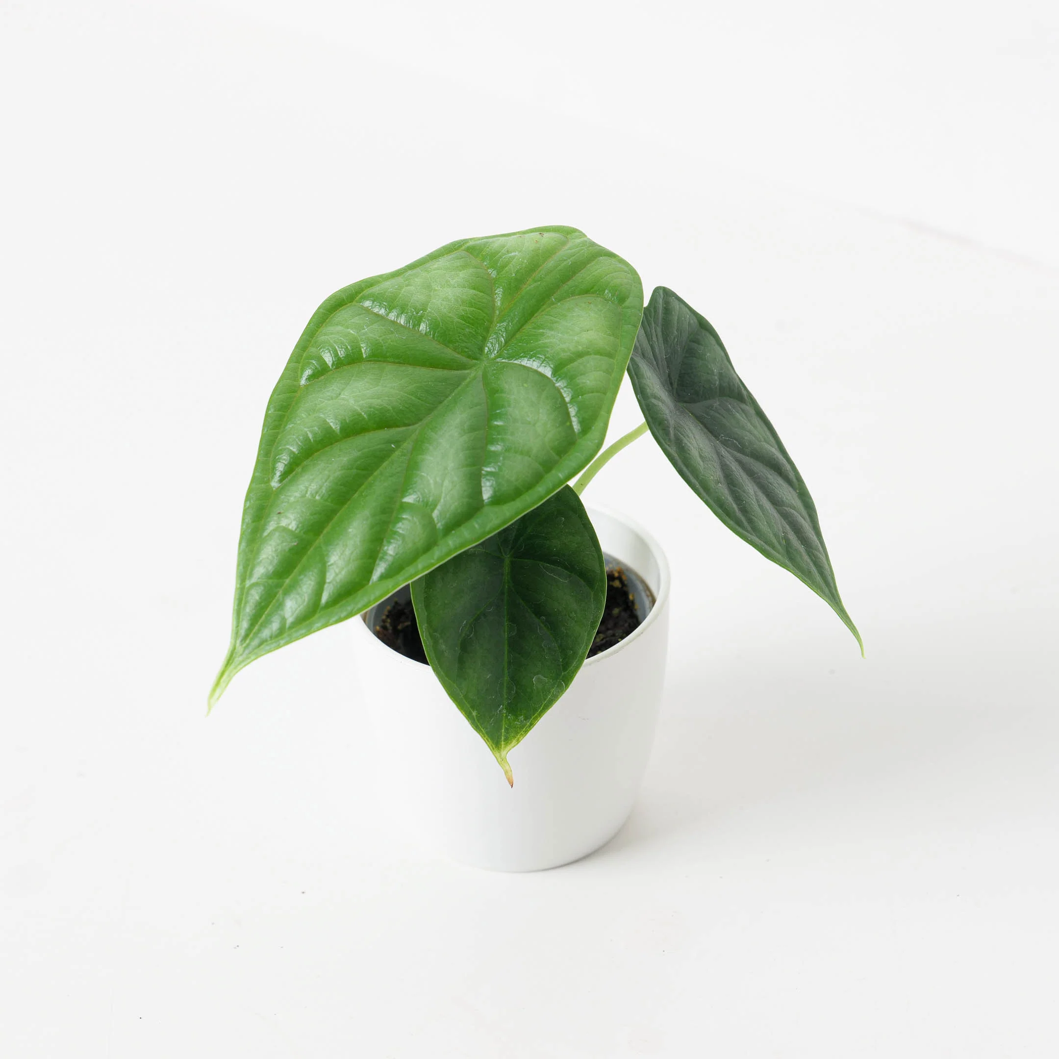Alocasia Dragon Scale - Image 7