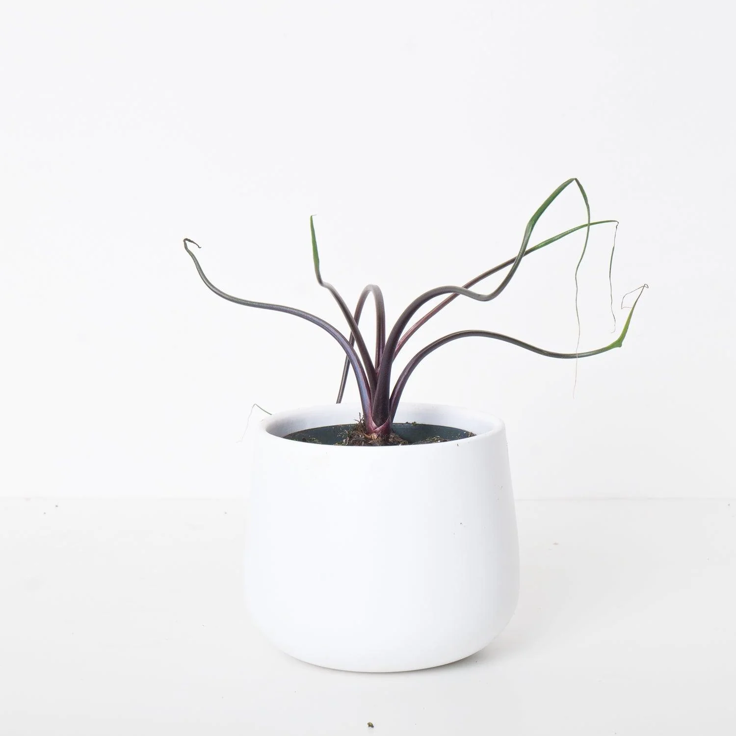 Alocasia Flying Squid