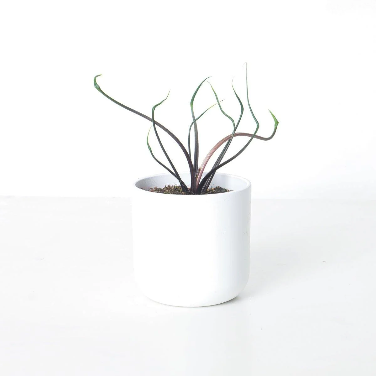 Alocasia Flying Squid - Image 2