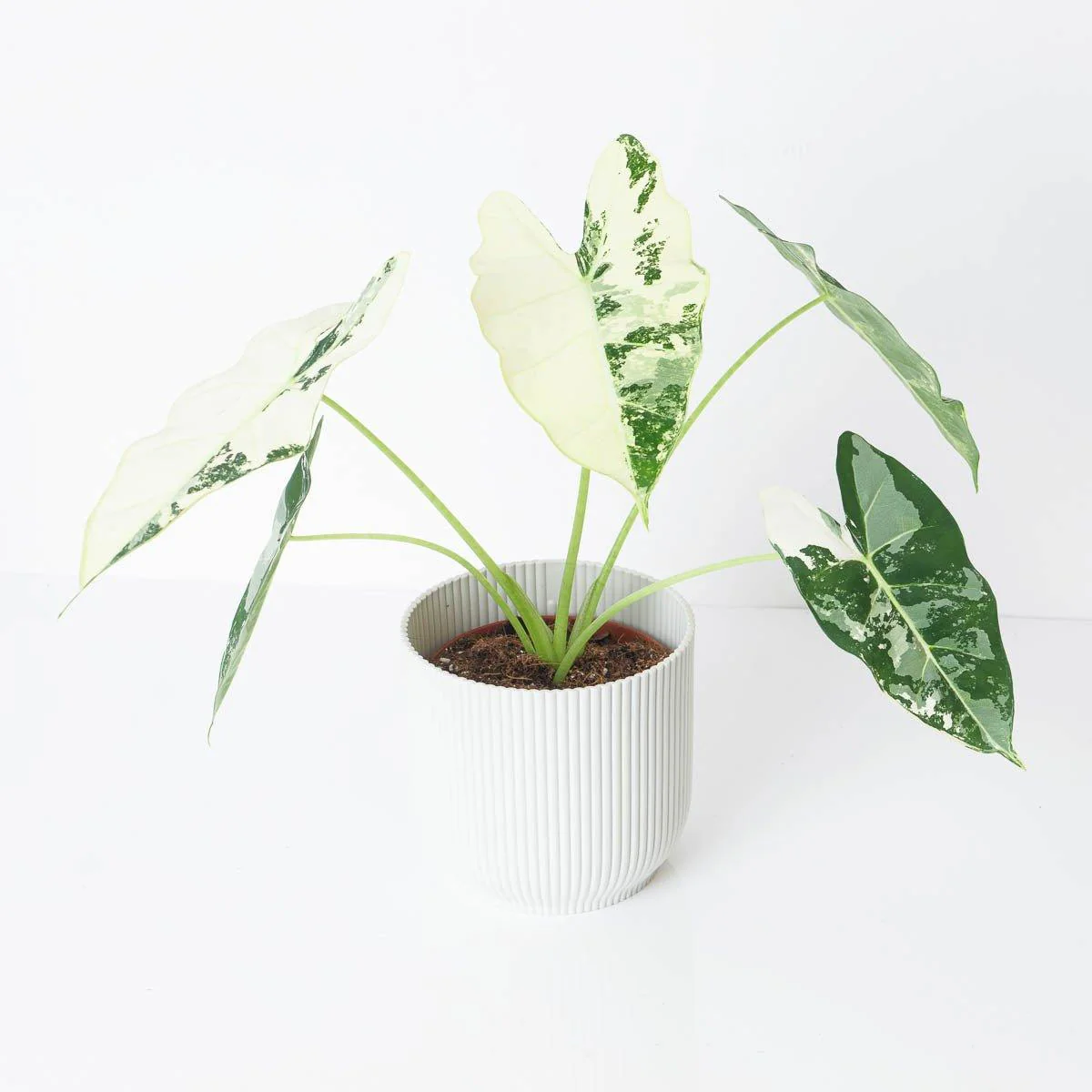 Alocasia 'Frydek' Variegata