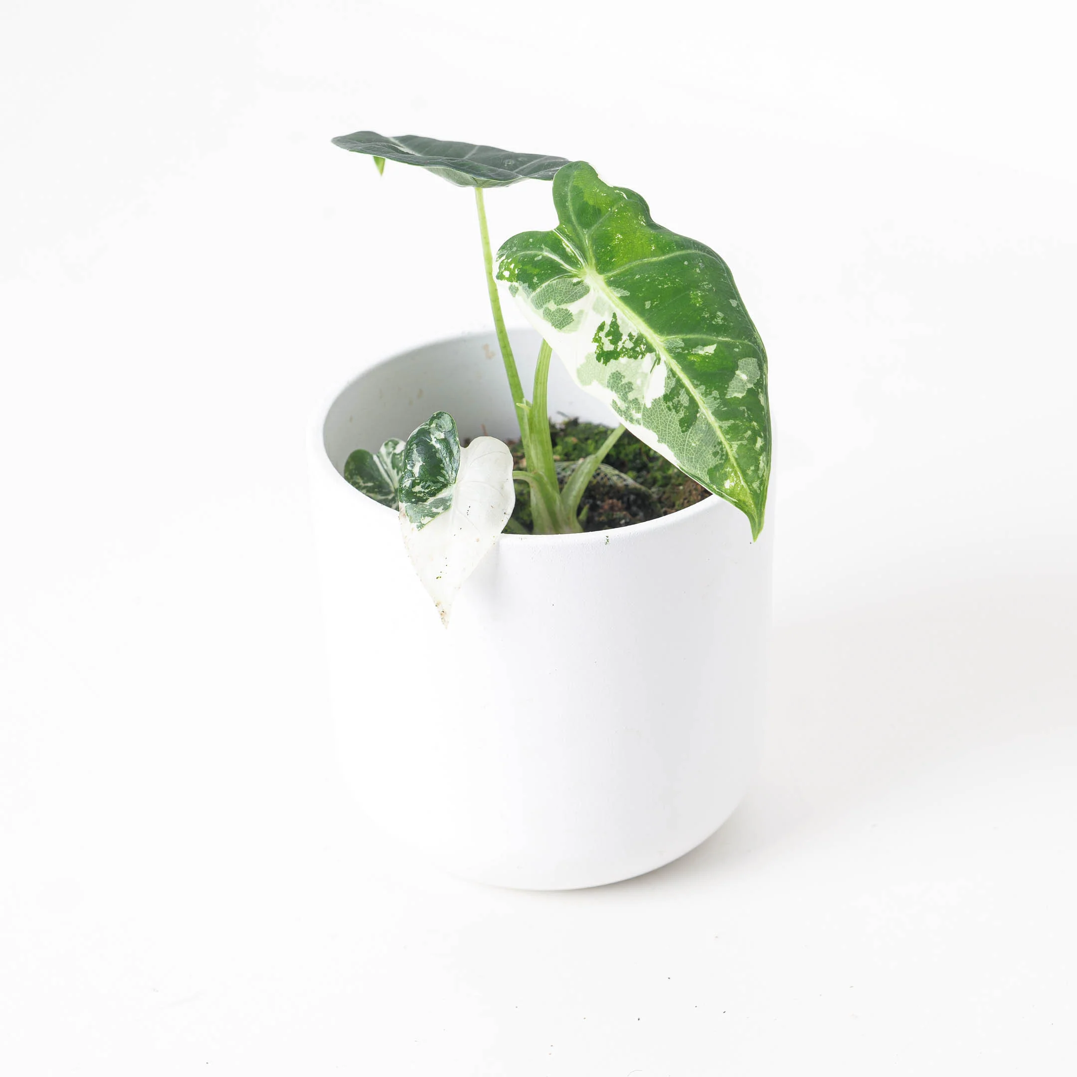 Alocasia 'Frydek' Variegata - Image 2
