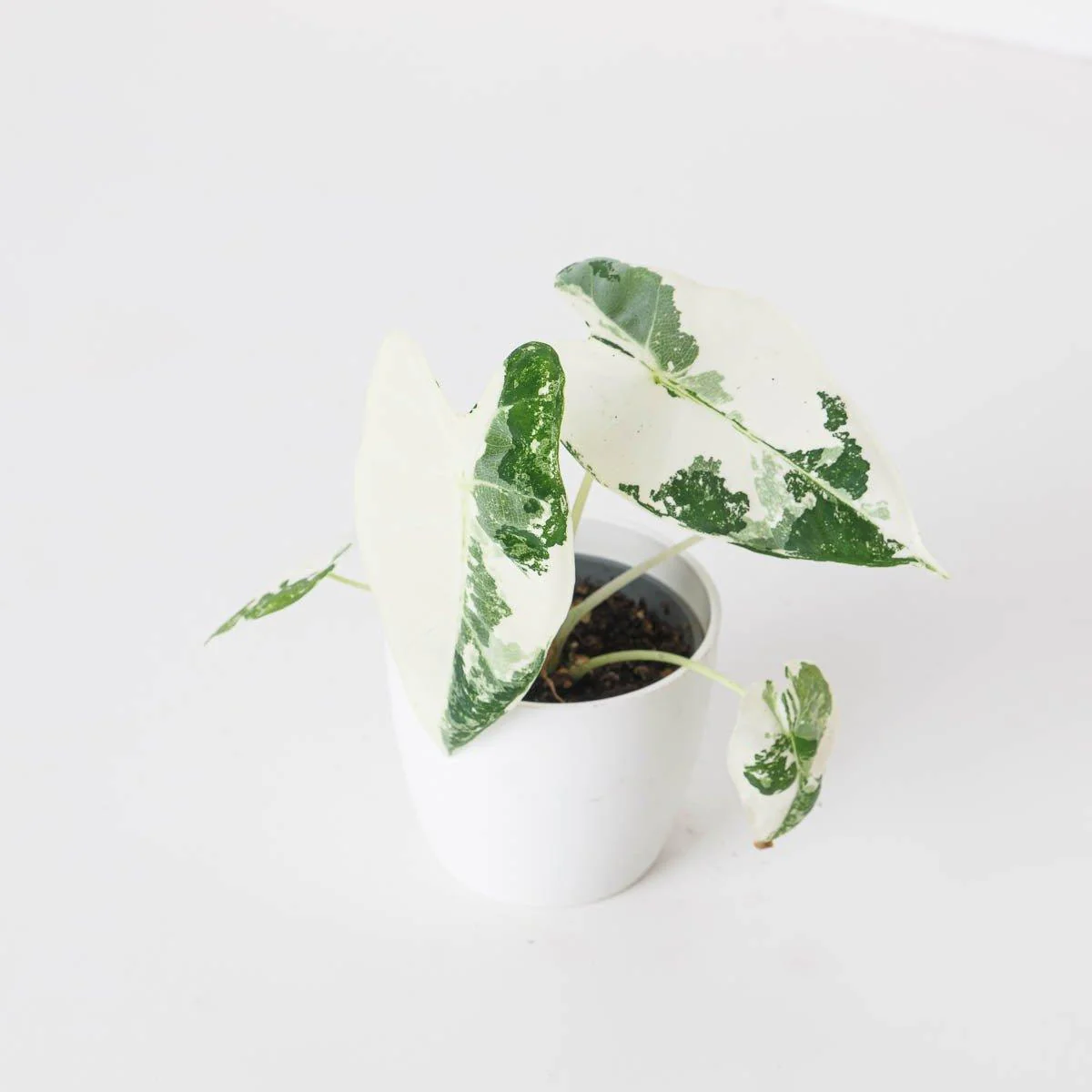 Alocasia 'Frydek' Variegata - Image 3