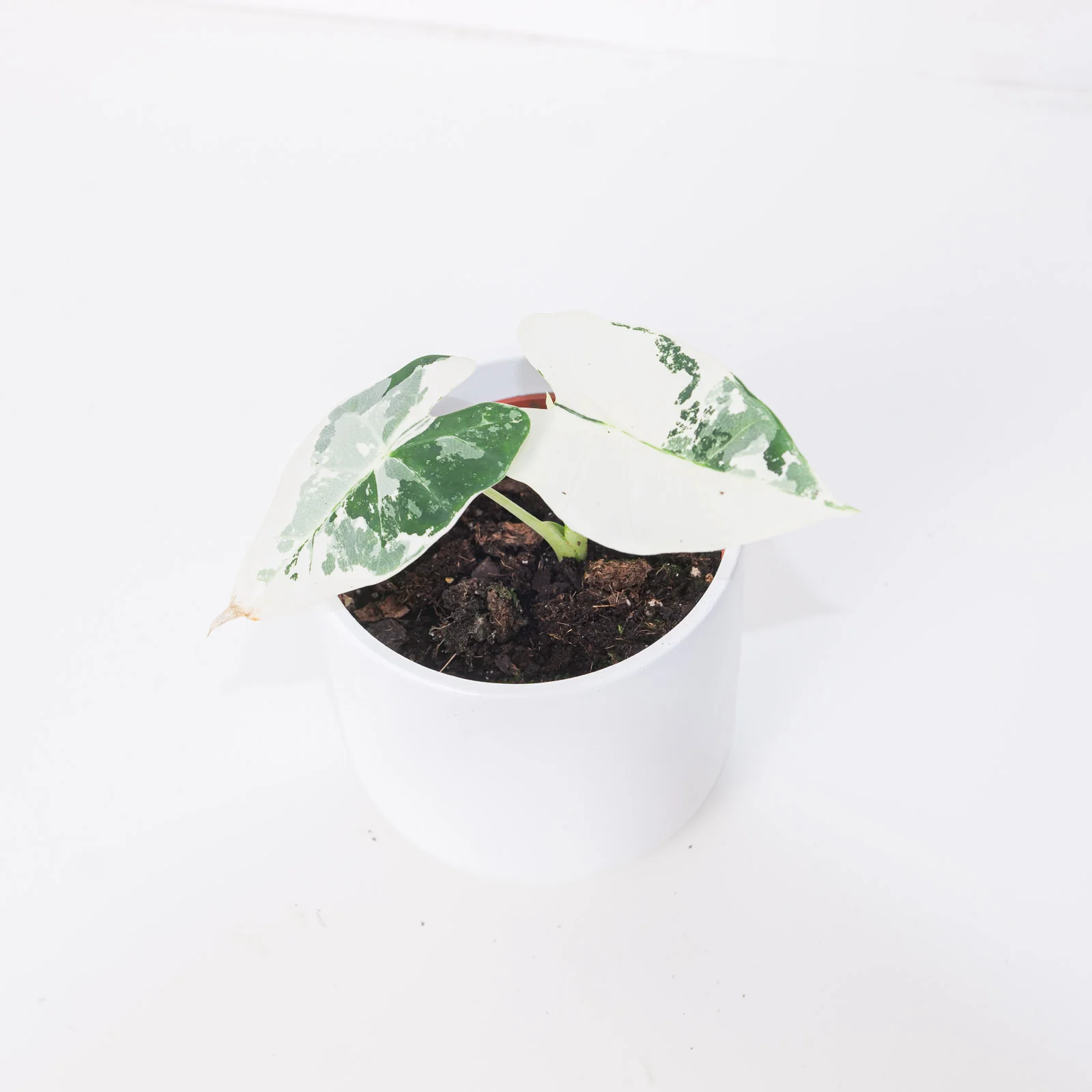 Alocasia 'Frydek' Variegata - Image 4