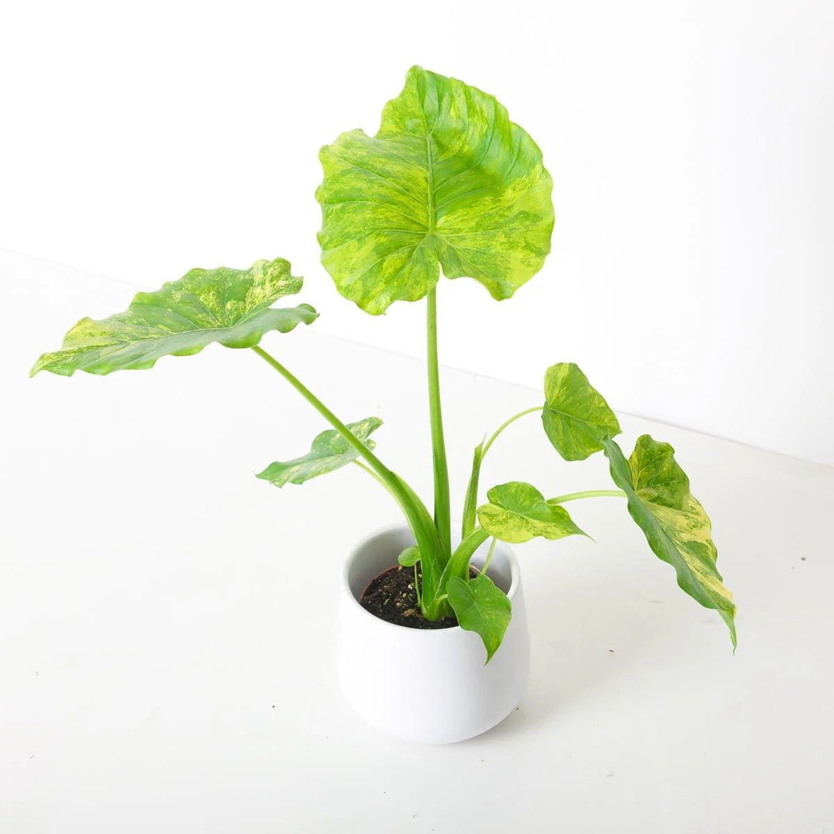 Alocasia gageana 'Variegated'