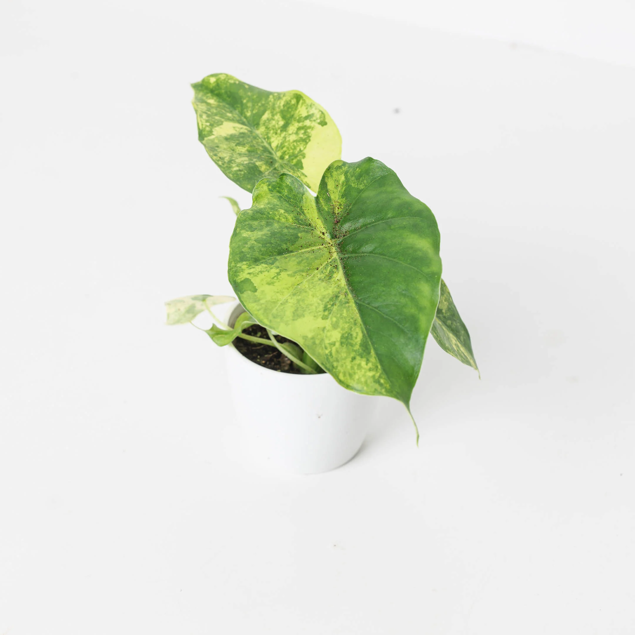 Alocasia gageana 'Variegated' - Image 2