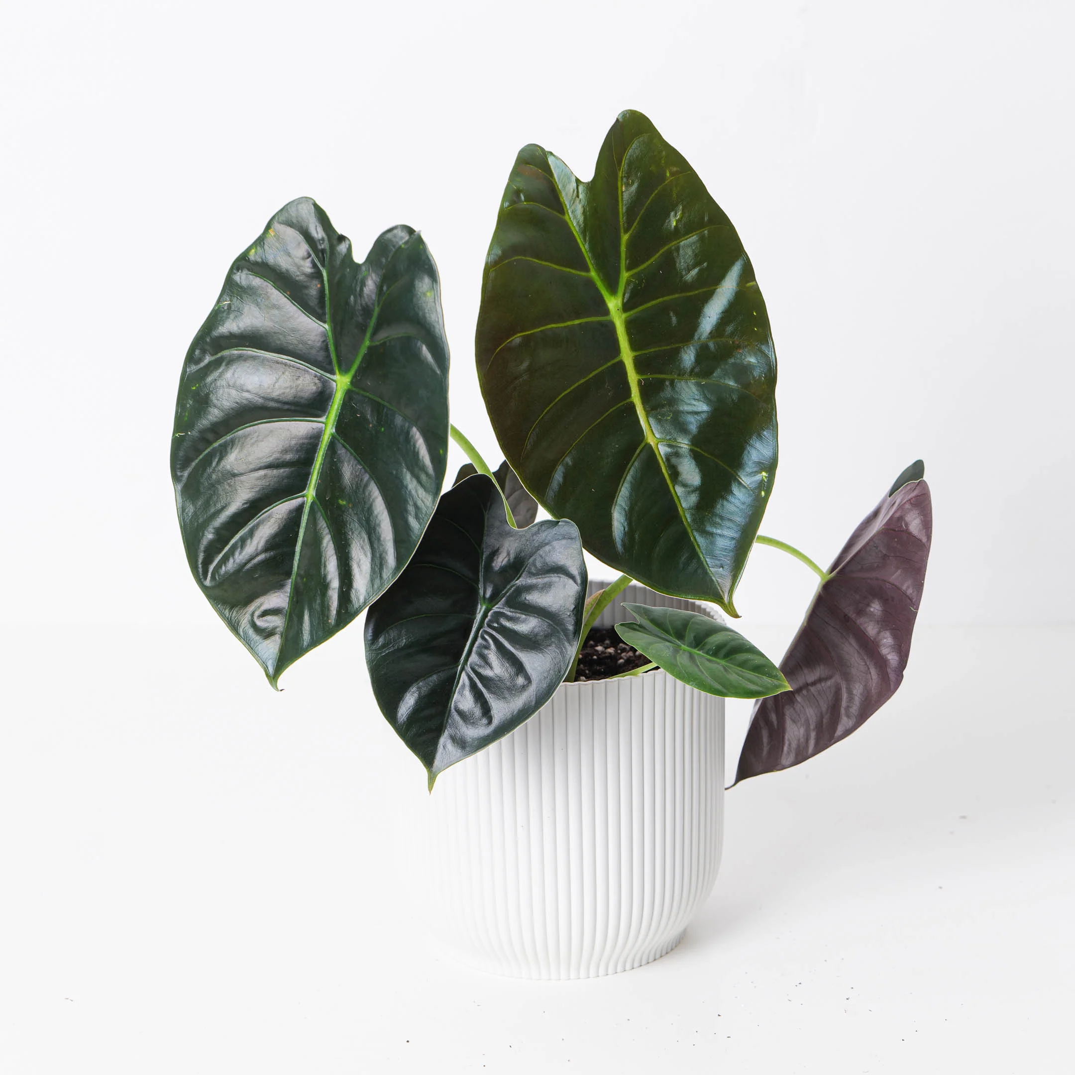 Alocasia 'Golden Bone'