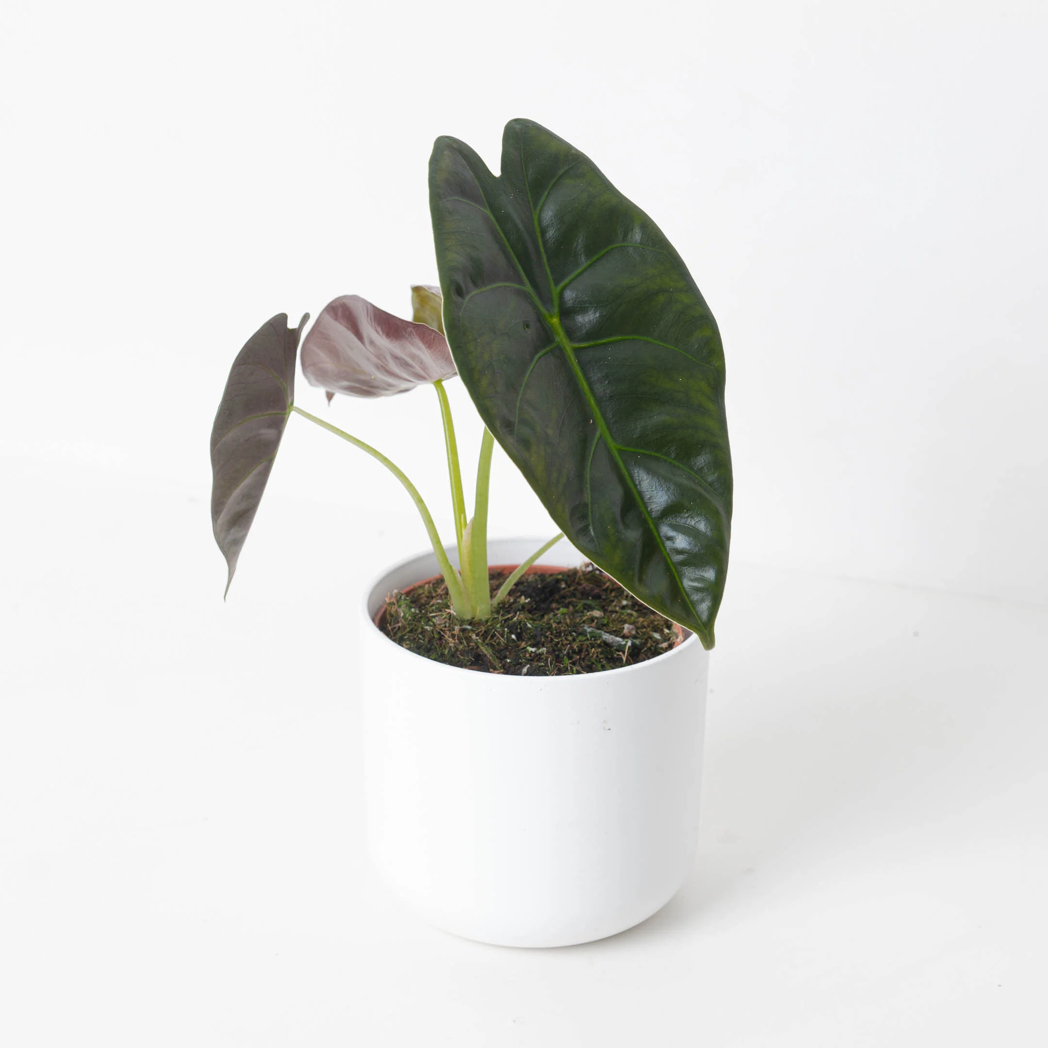 Alocasia 'Golden Bone' - Image 2
