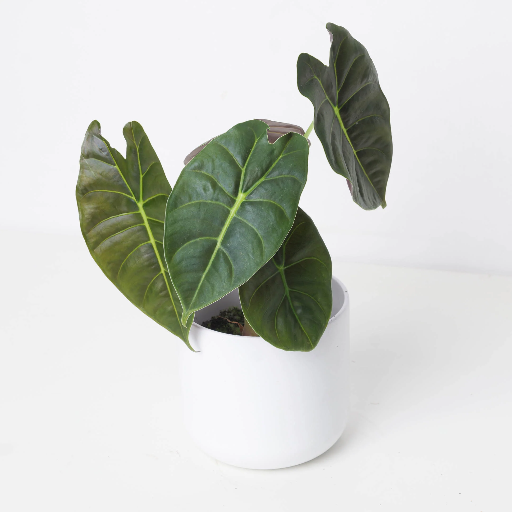 Alocasia 'Golden Bone' - Image 3