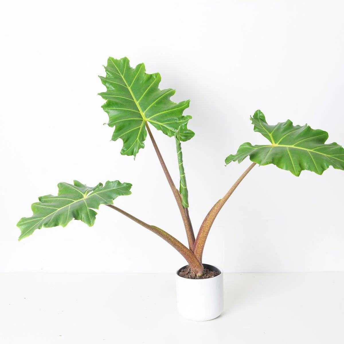 Alocasia Golden Dragon