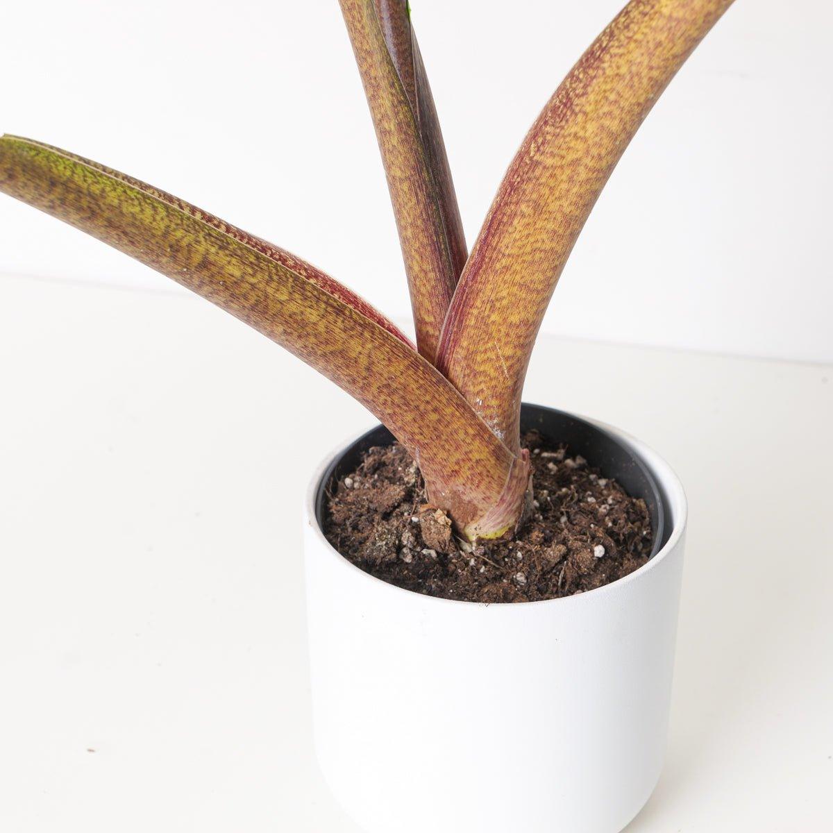 Alocasia Golden Dragon - Image 2
