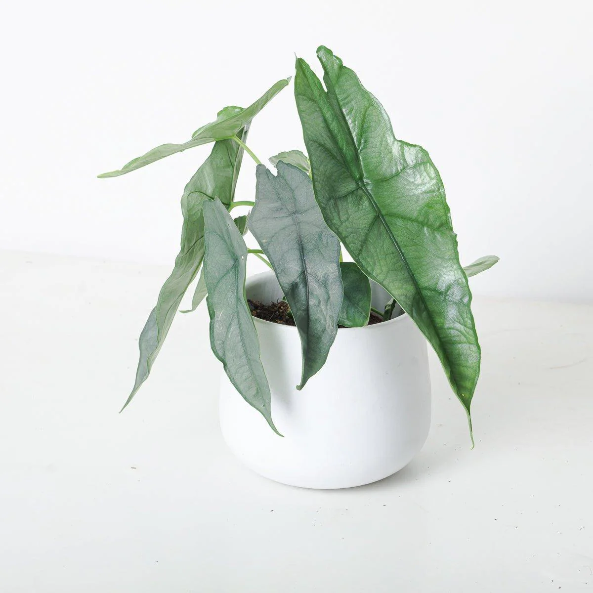 Alocasia heterophylla 'Dragon's Breath'