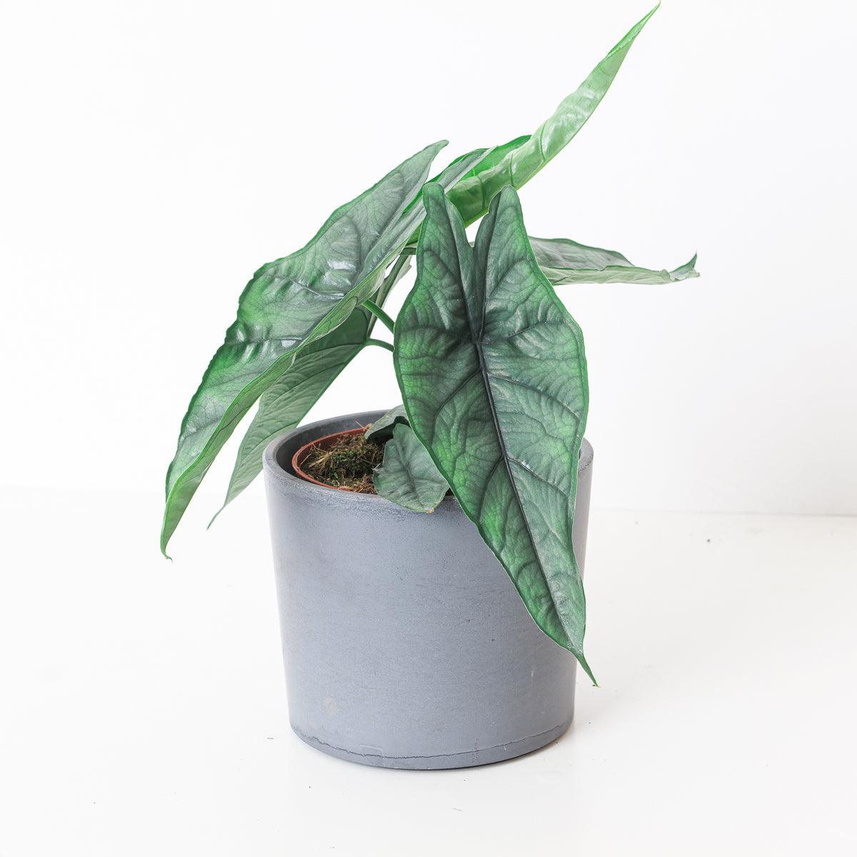 Alocasia heterophylla 'Dragon's Breath' - Image 2