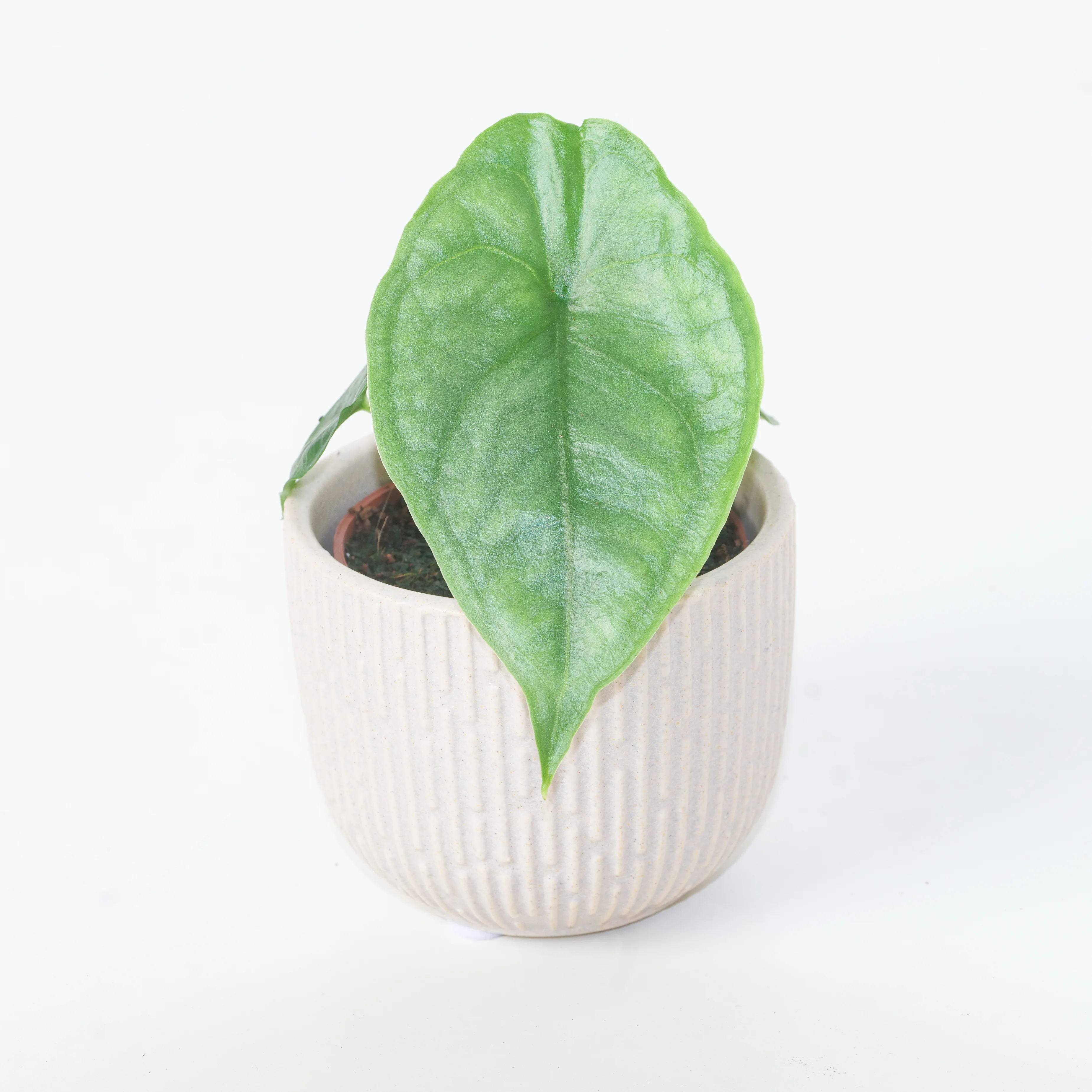 Alocasia heterophylla 'Dragon's Breath' - Image 3