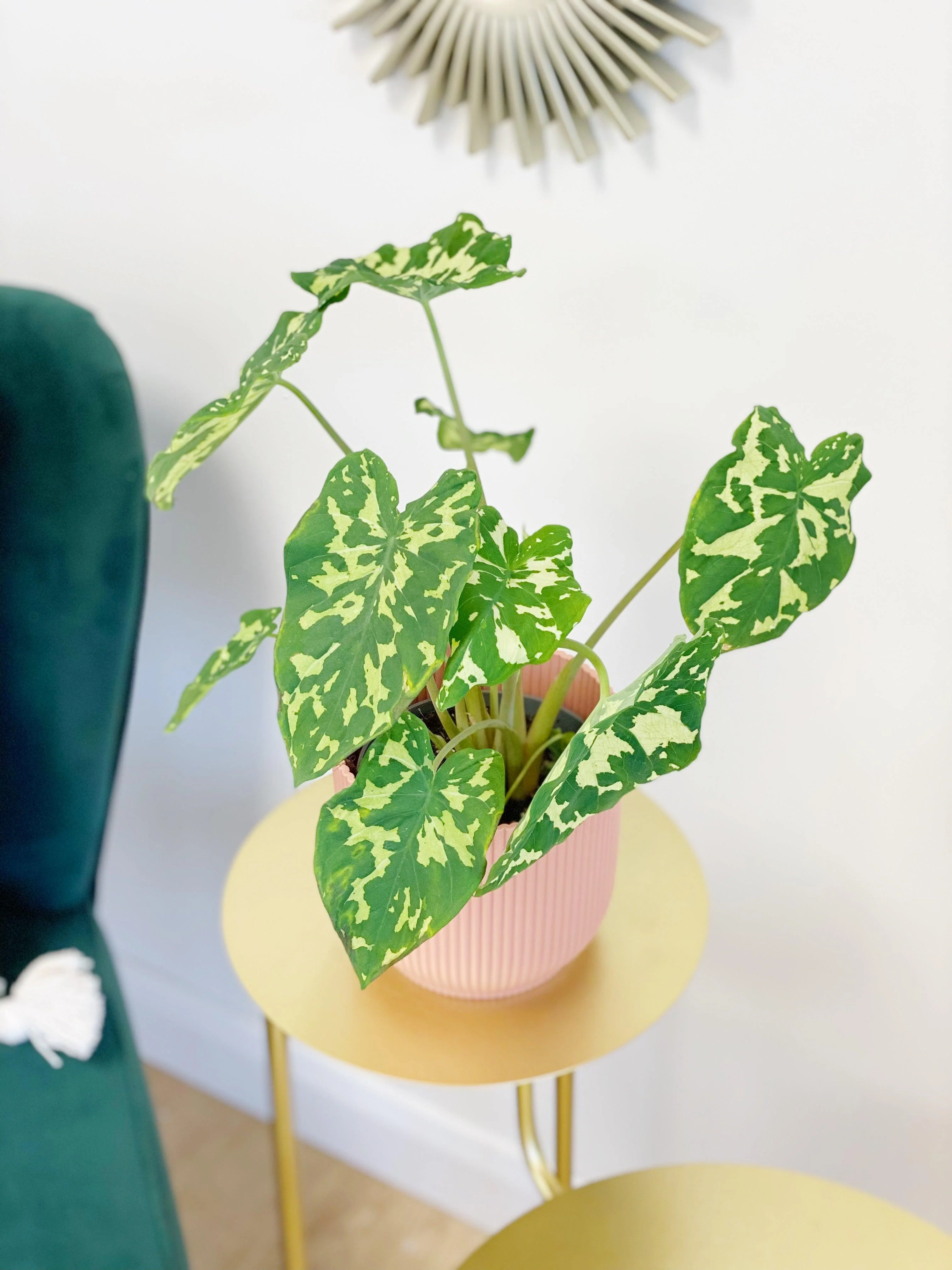 Caladium Praetermissum | Alocasia Hilo Beauty