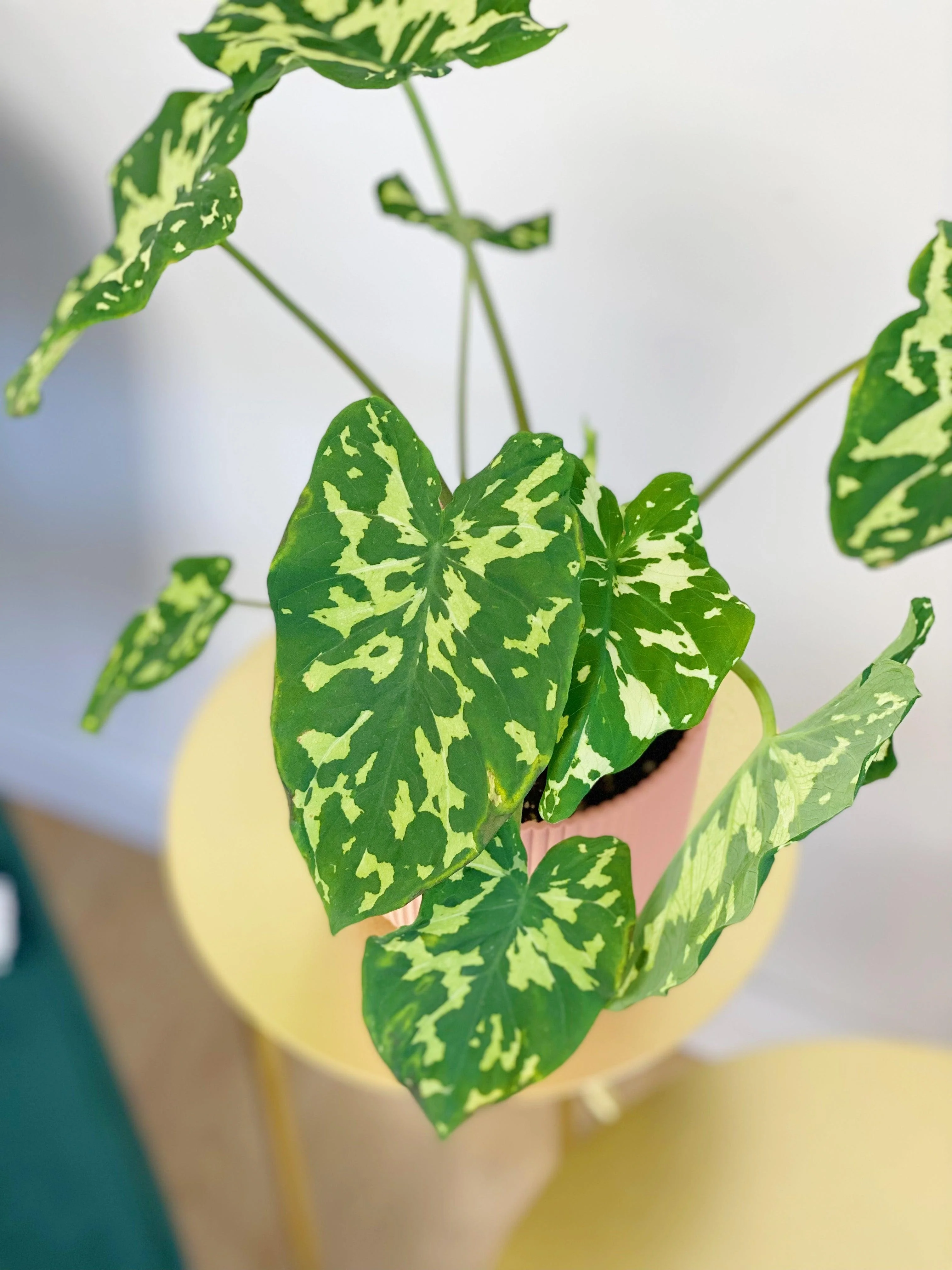 Caladium Praetermissum | Alocasia Hilo Beauty - Image 2