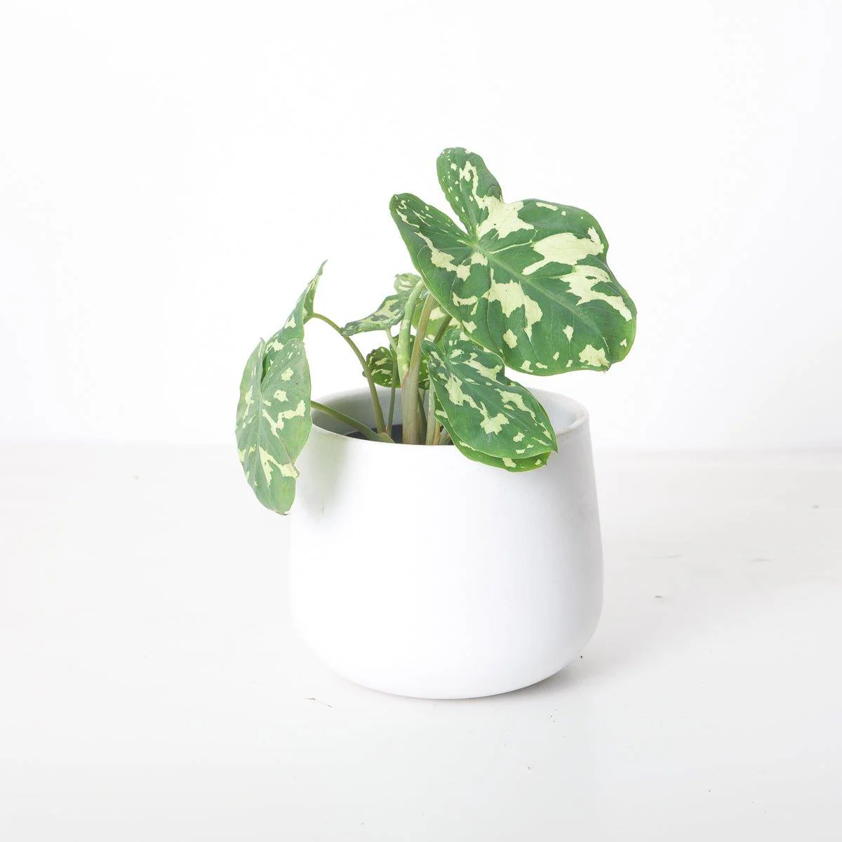 Caladium Praetermissum | Alocasia Hilo Beauty - Image 3