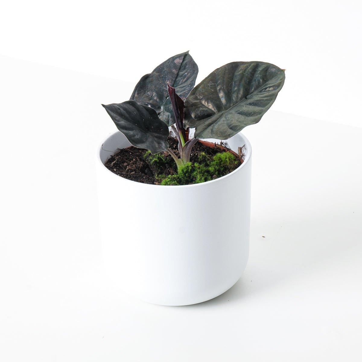 Alocasia Infernalis 'Black Magic'