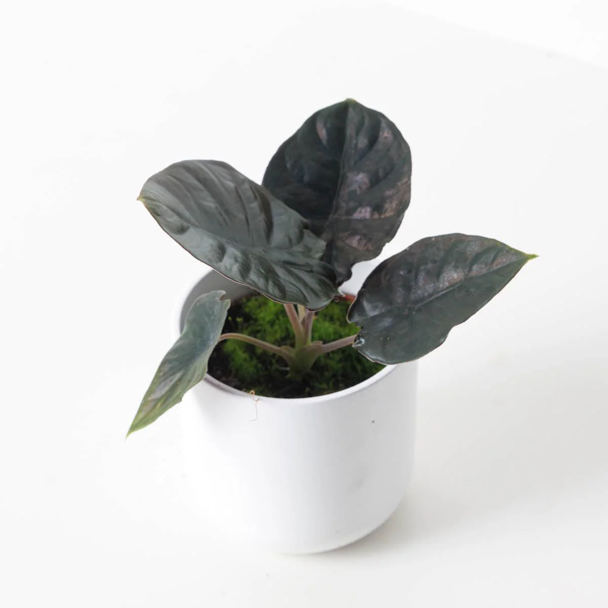 Alocasia Infernalis 'Black Magic' - Image 2