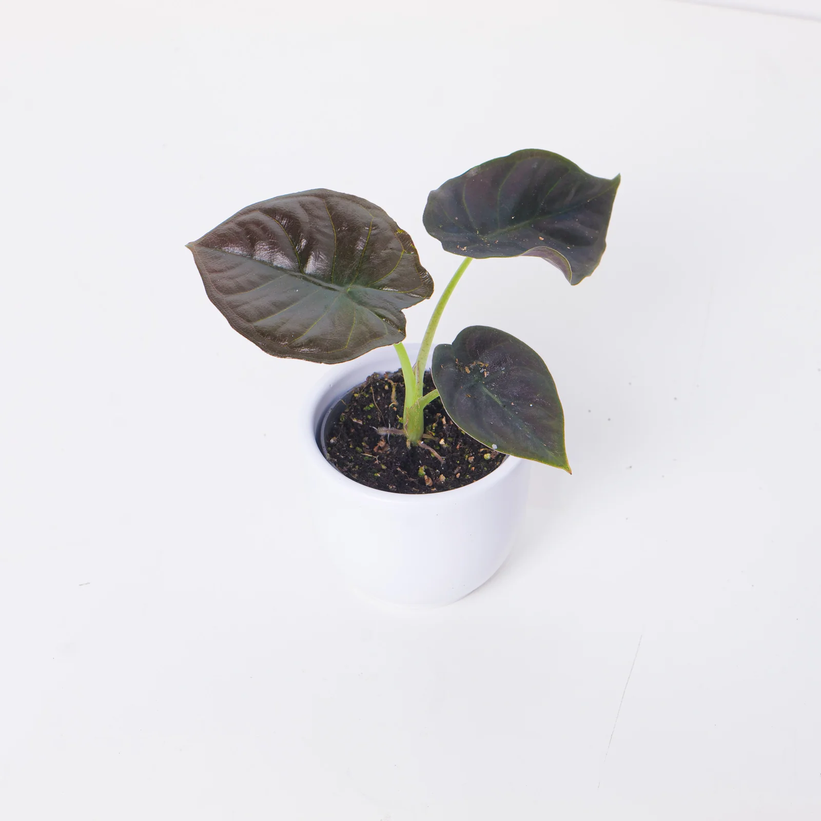 Alocasia Infernalis 'Black Magic' - Image 3